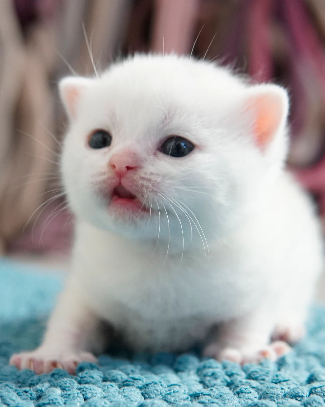 Filhote British Shorthair — Ninhada 18 de maio de 2026 — british shorthair hades tamica mai 2026 016