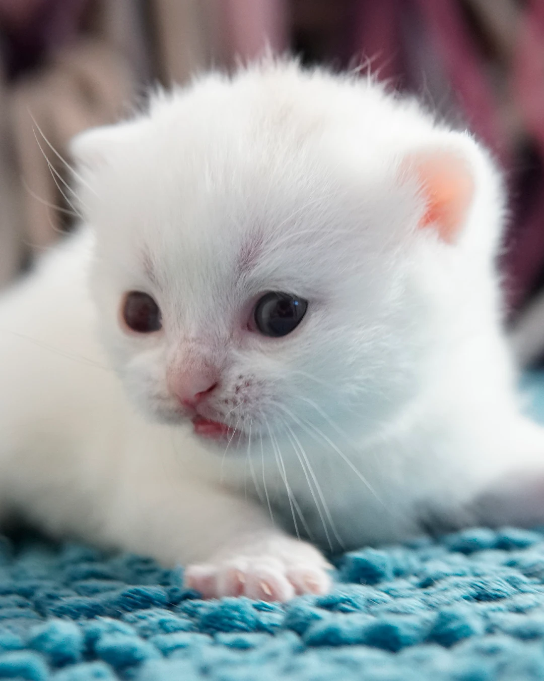 Filhote British Shorthair — Ninhada 18 de maio de 2026 — british shorthair hades tamica mai 2026 001