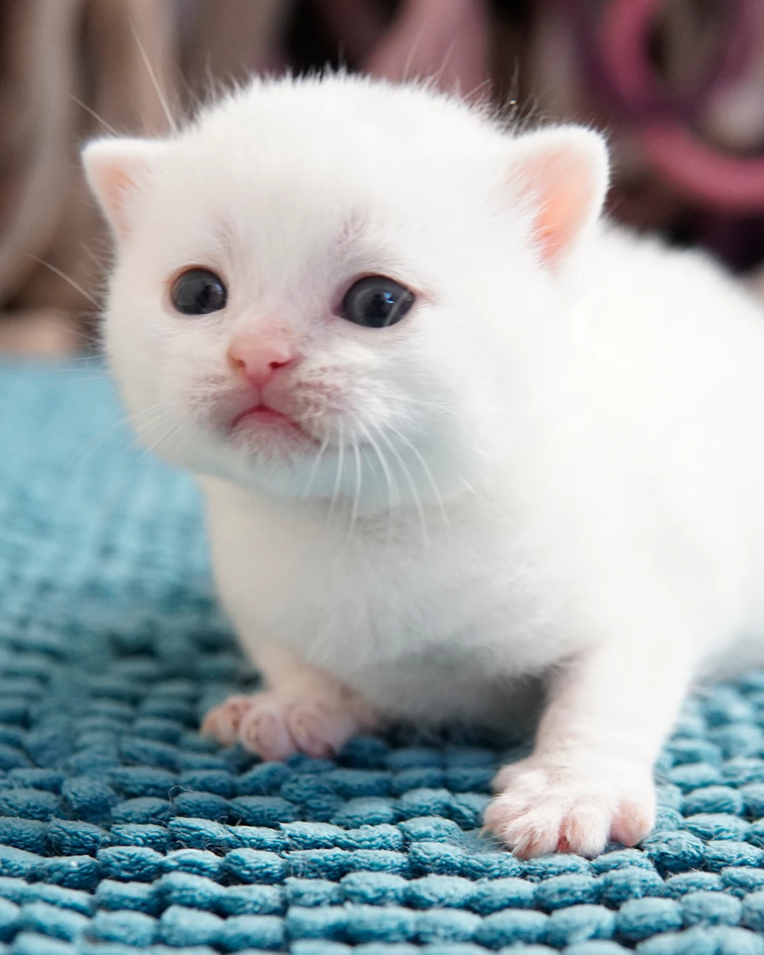 Filhote British Shorthair — Ninhada 18 de maio de 2026 — british shorthair hades tamica mai 2026 011