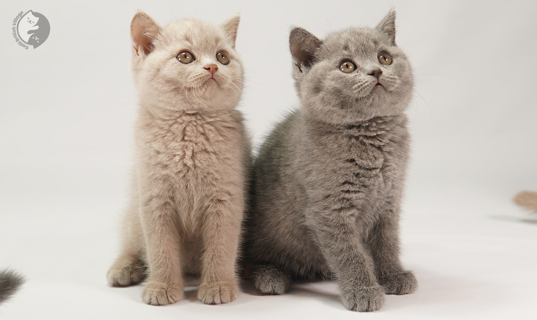 Filhote British Shorthair