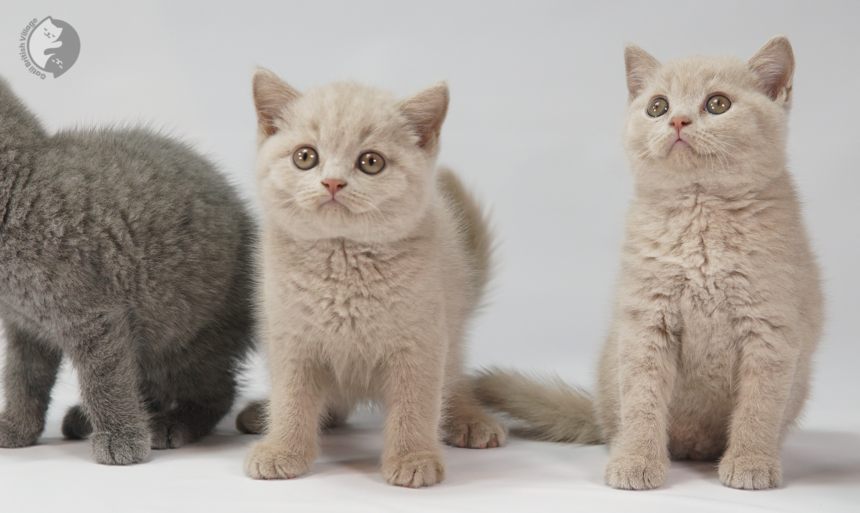 Filhote British Shorthair