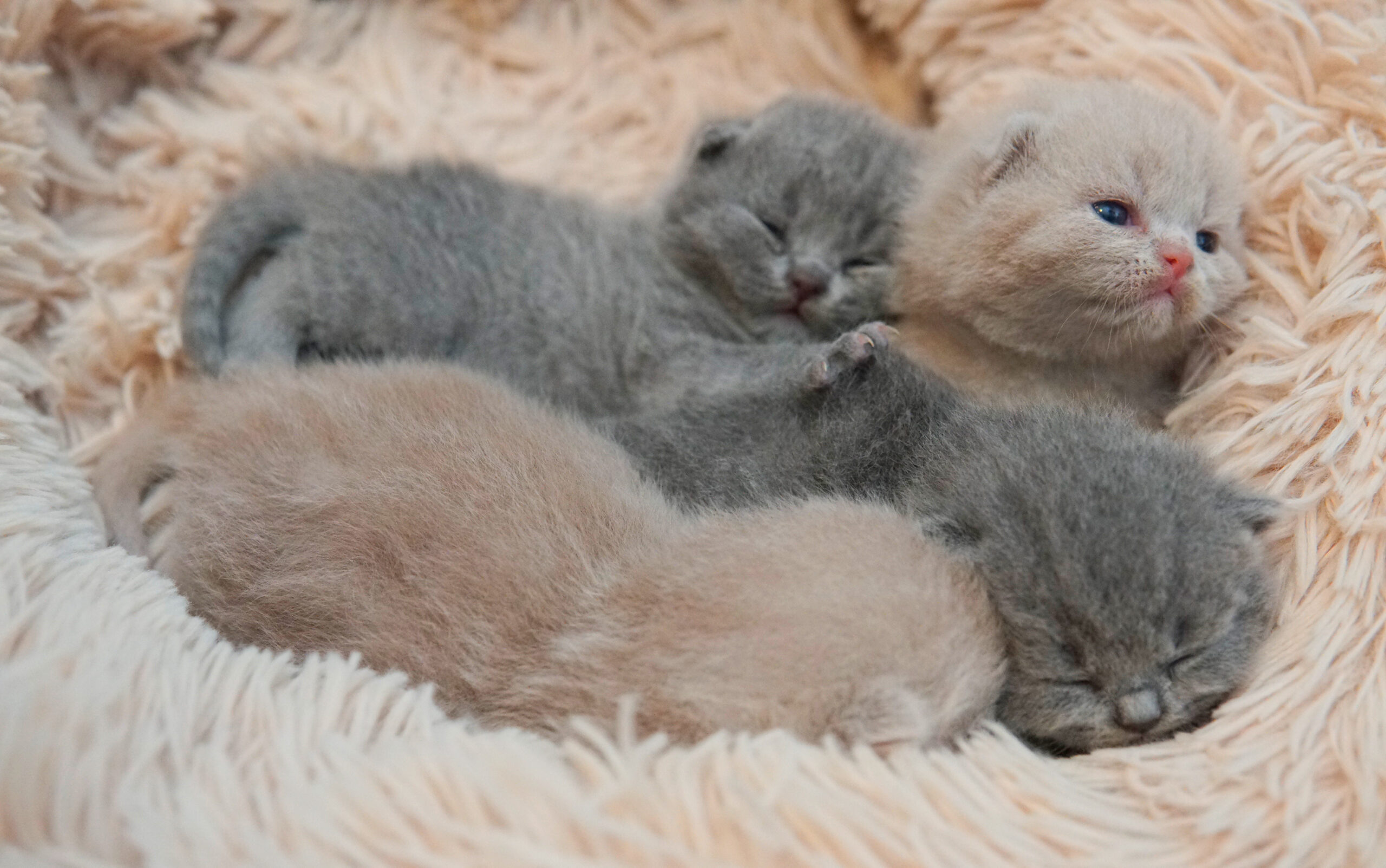 Filhotes de British Shorthair