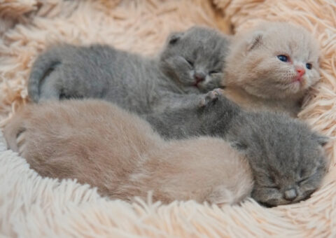 Filhote British Shorthair