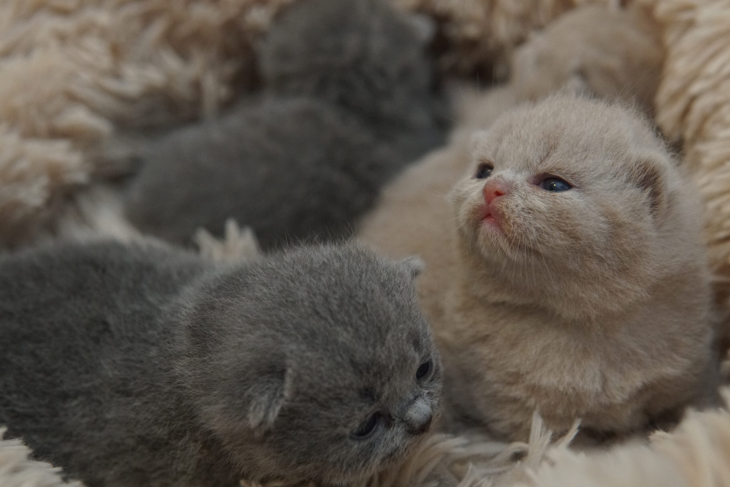 British Shorthair Filhote