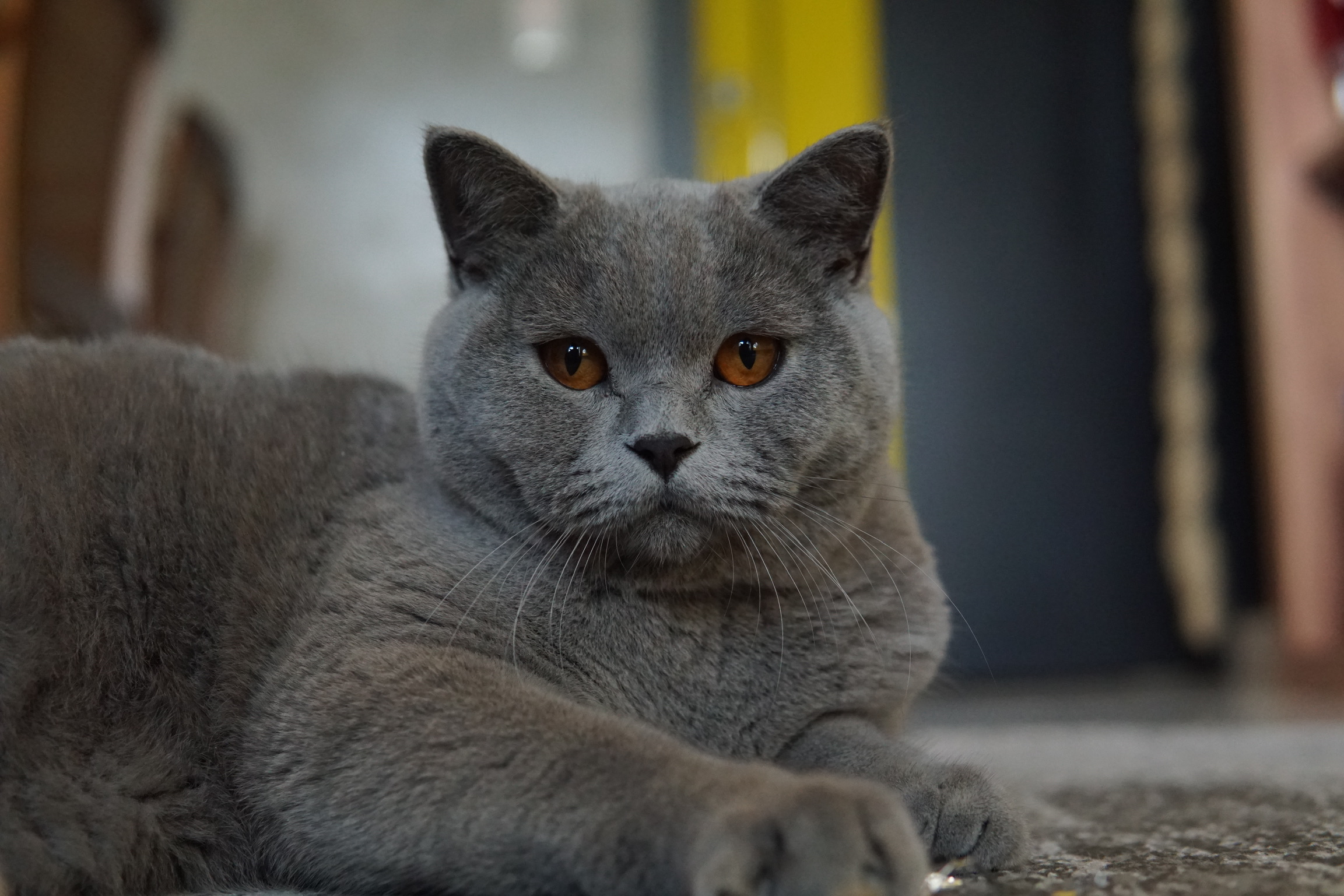 Gatil British Shorthair