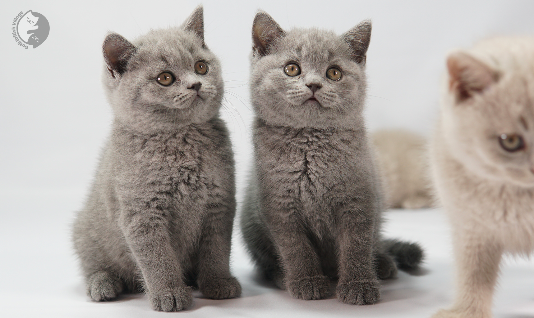 Filhote British Shorthair