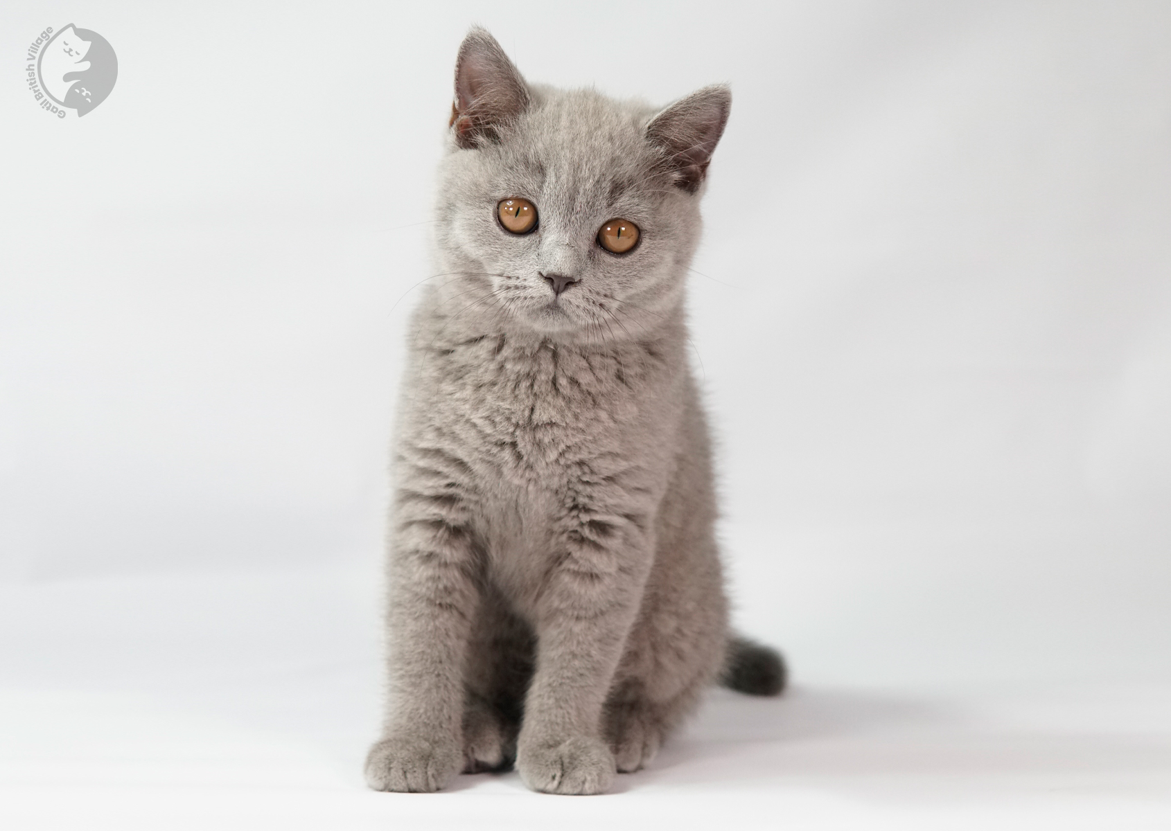 Ninhada - 04/09/2022 - Filhote British Shorthair