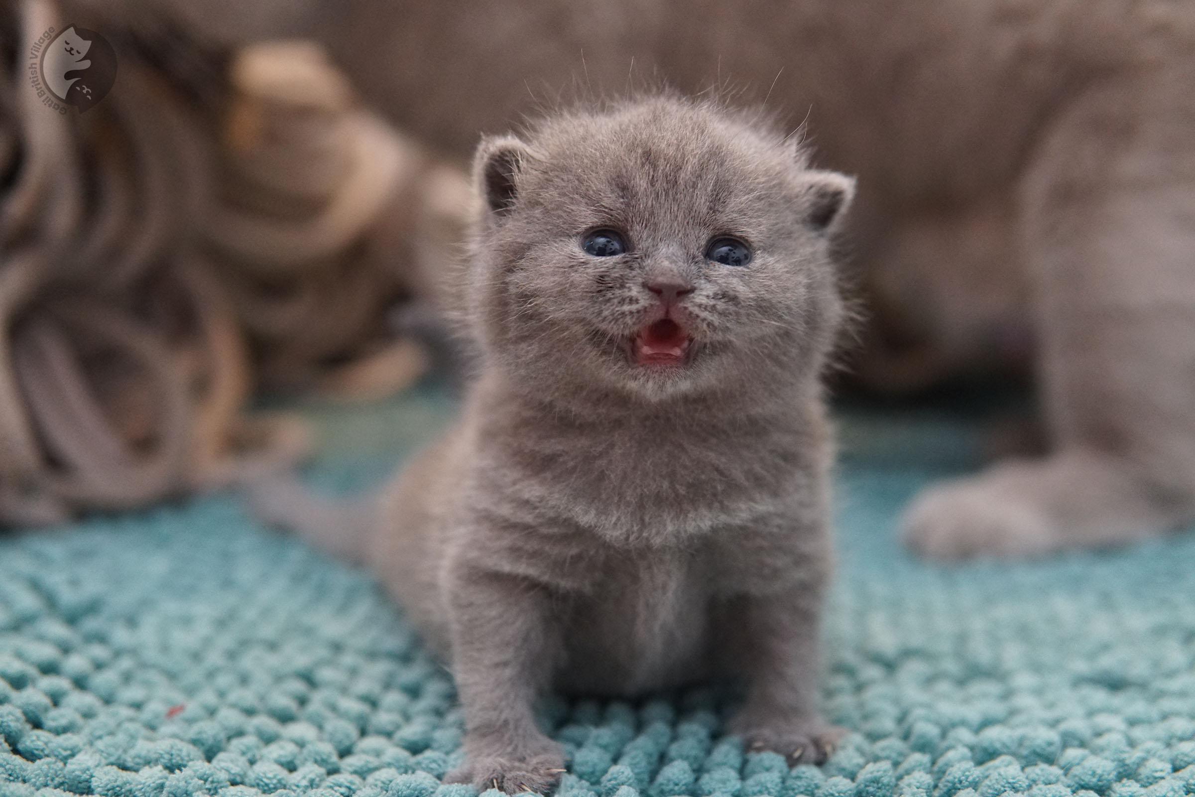 British Shorthair