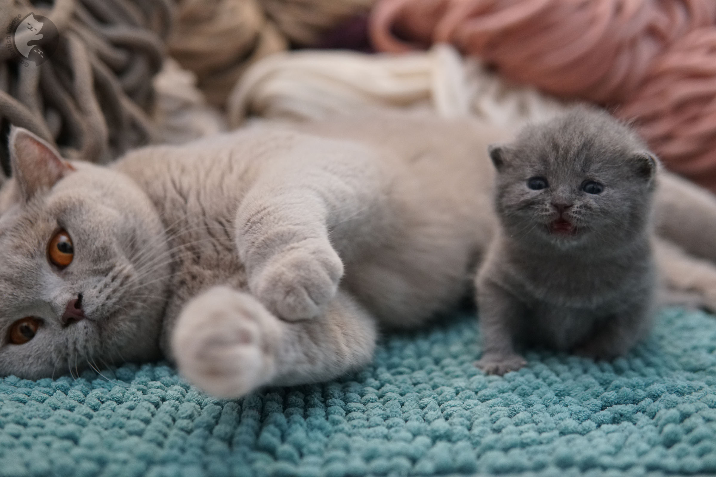 British Shorthair