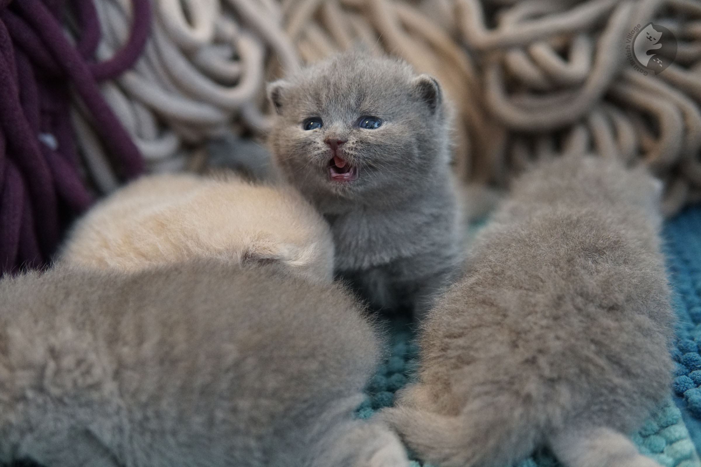 British Shorthair