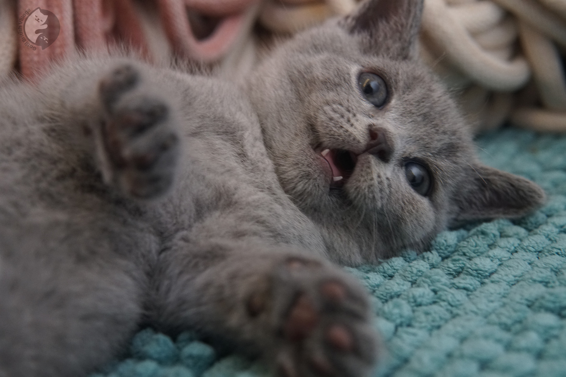 British Shorthair