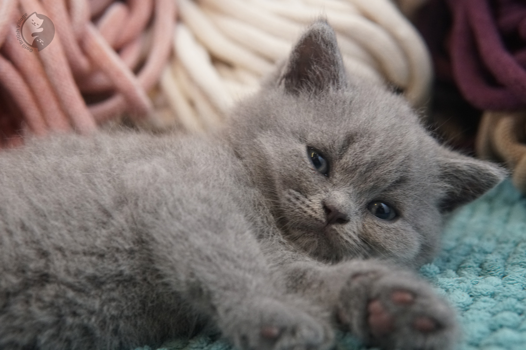 British Shorthair