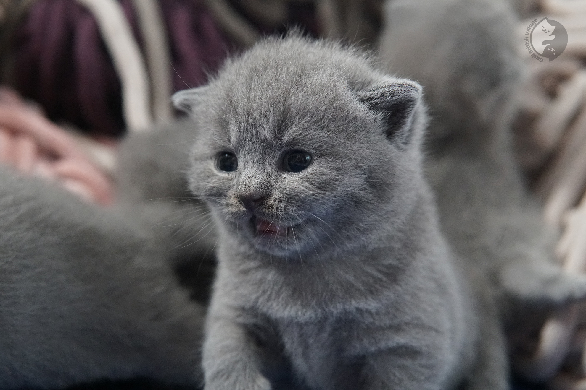 British Shorthair