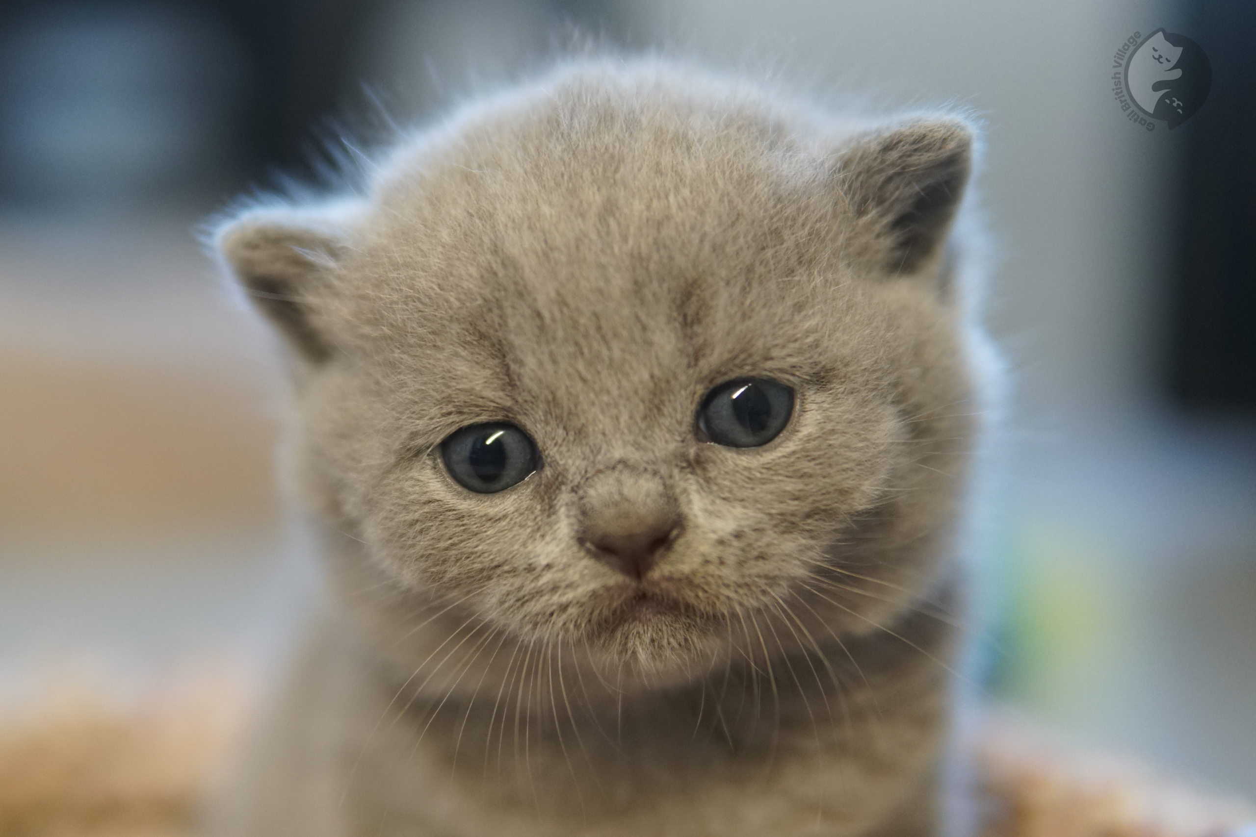 Filhote de British Shorthair