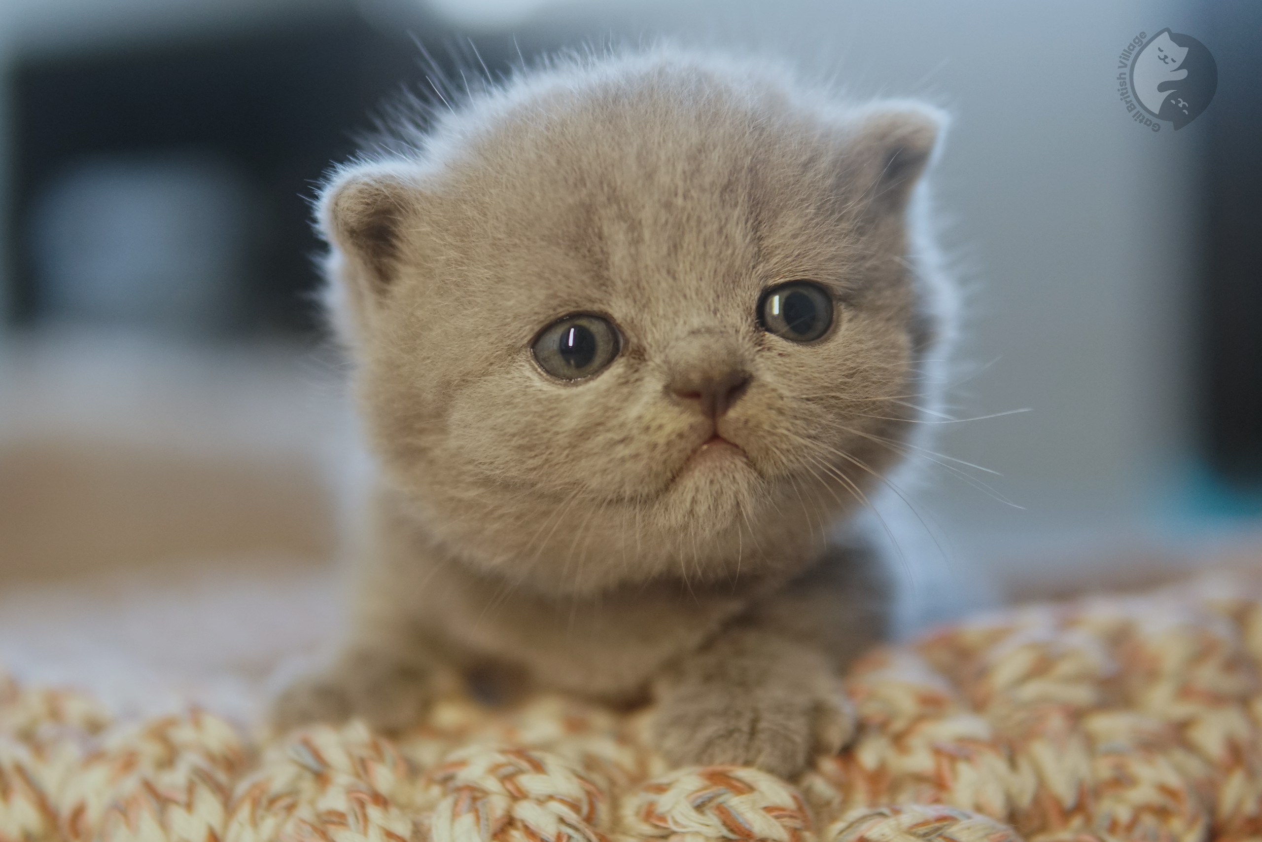 Filhote de British Shorthair