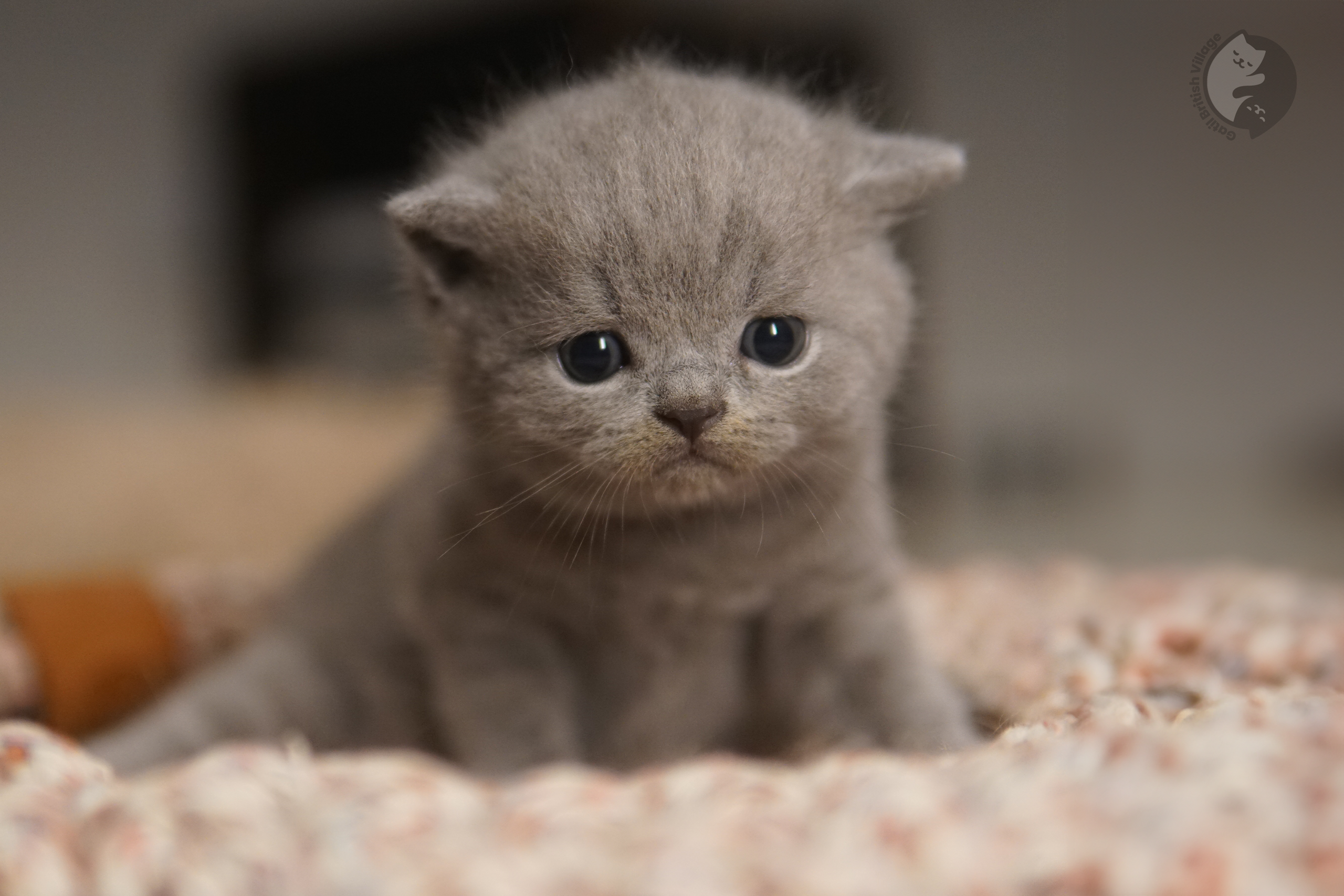 Filhote de British Shorthair