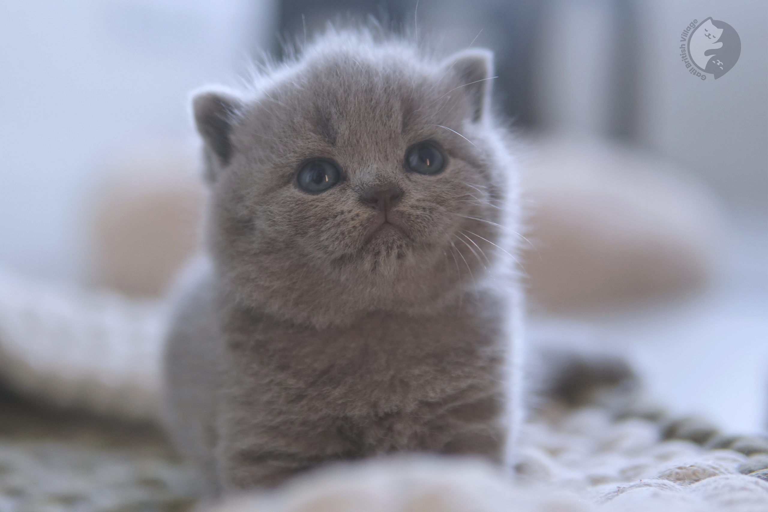 Filhote de British Shorthair