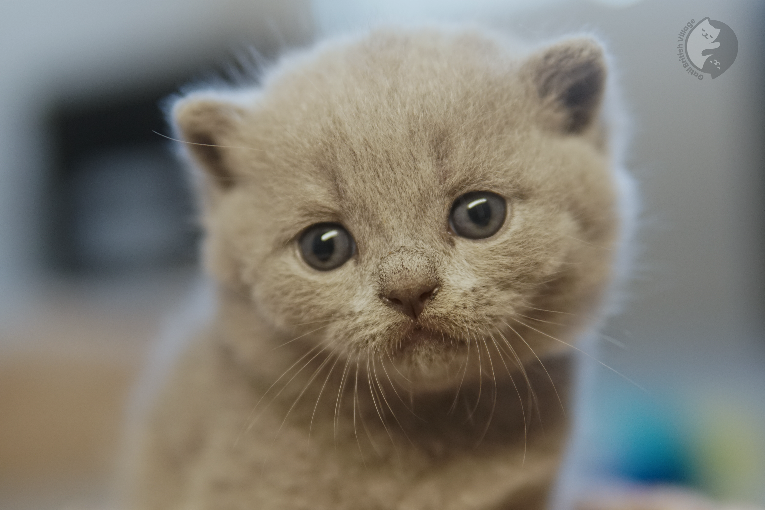 Filhote de British Shorthair