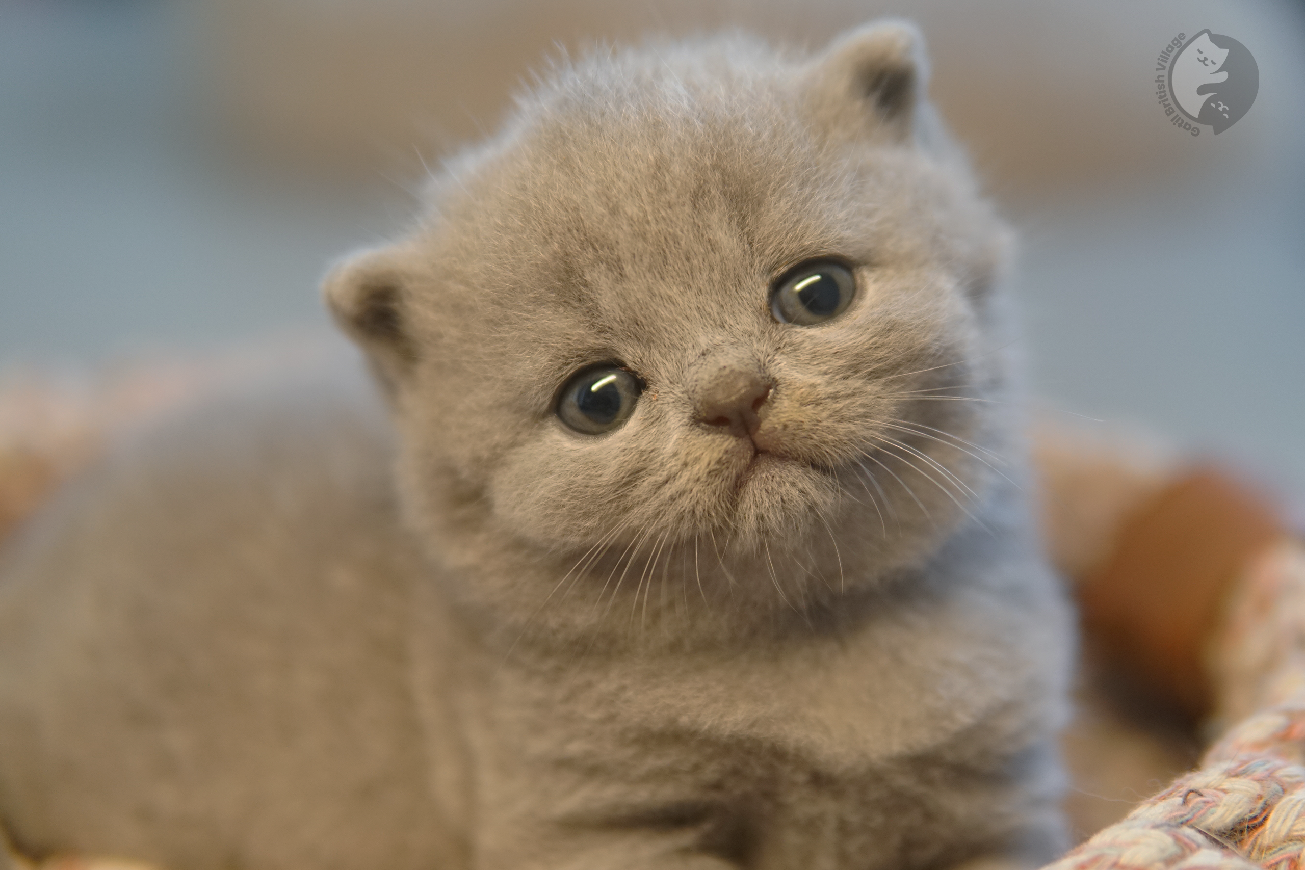 Filhote de British Shorthair