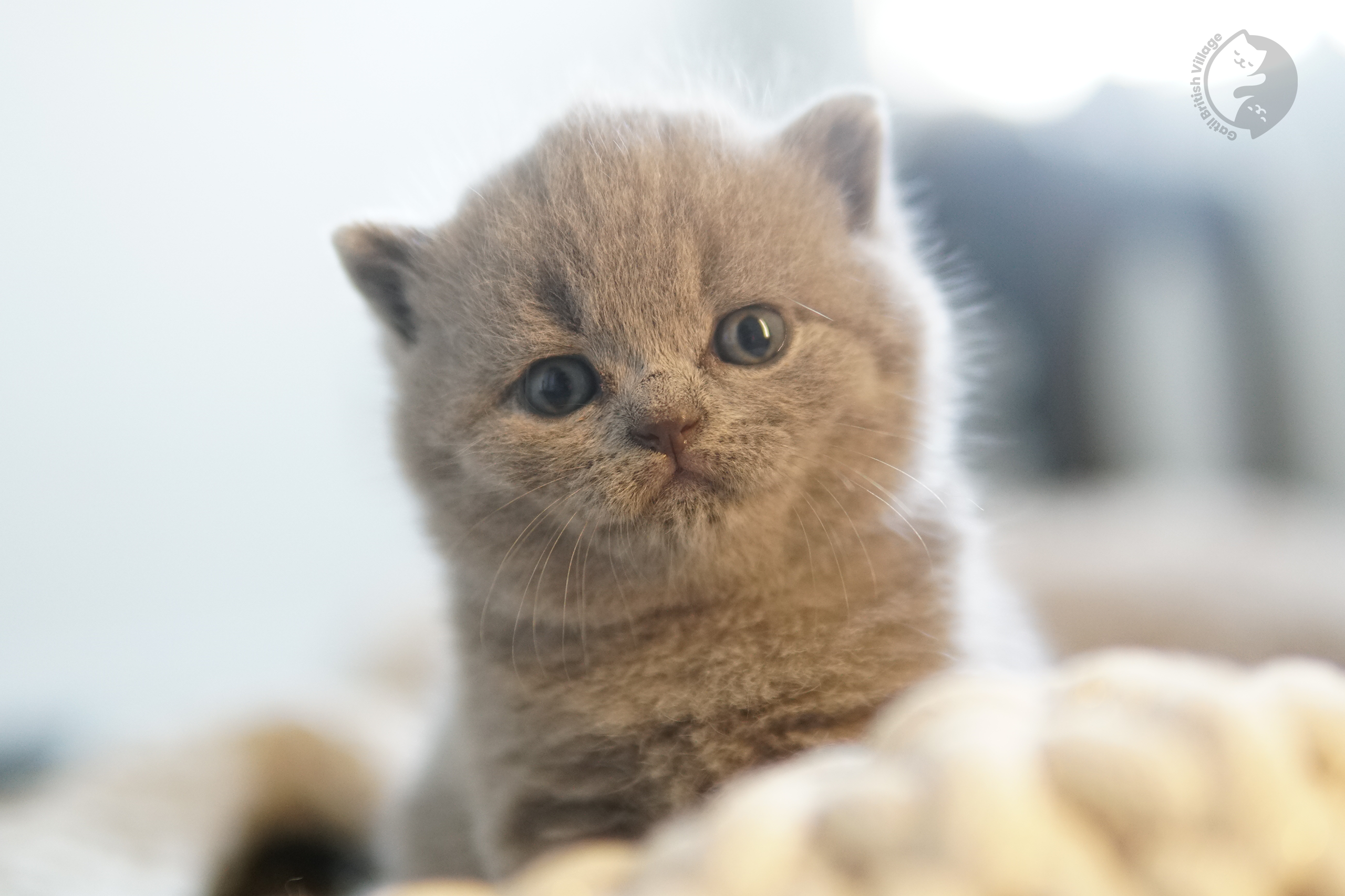 Filhote de British Shorthair