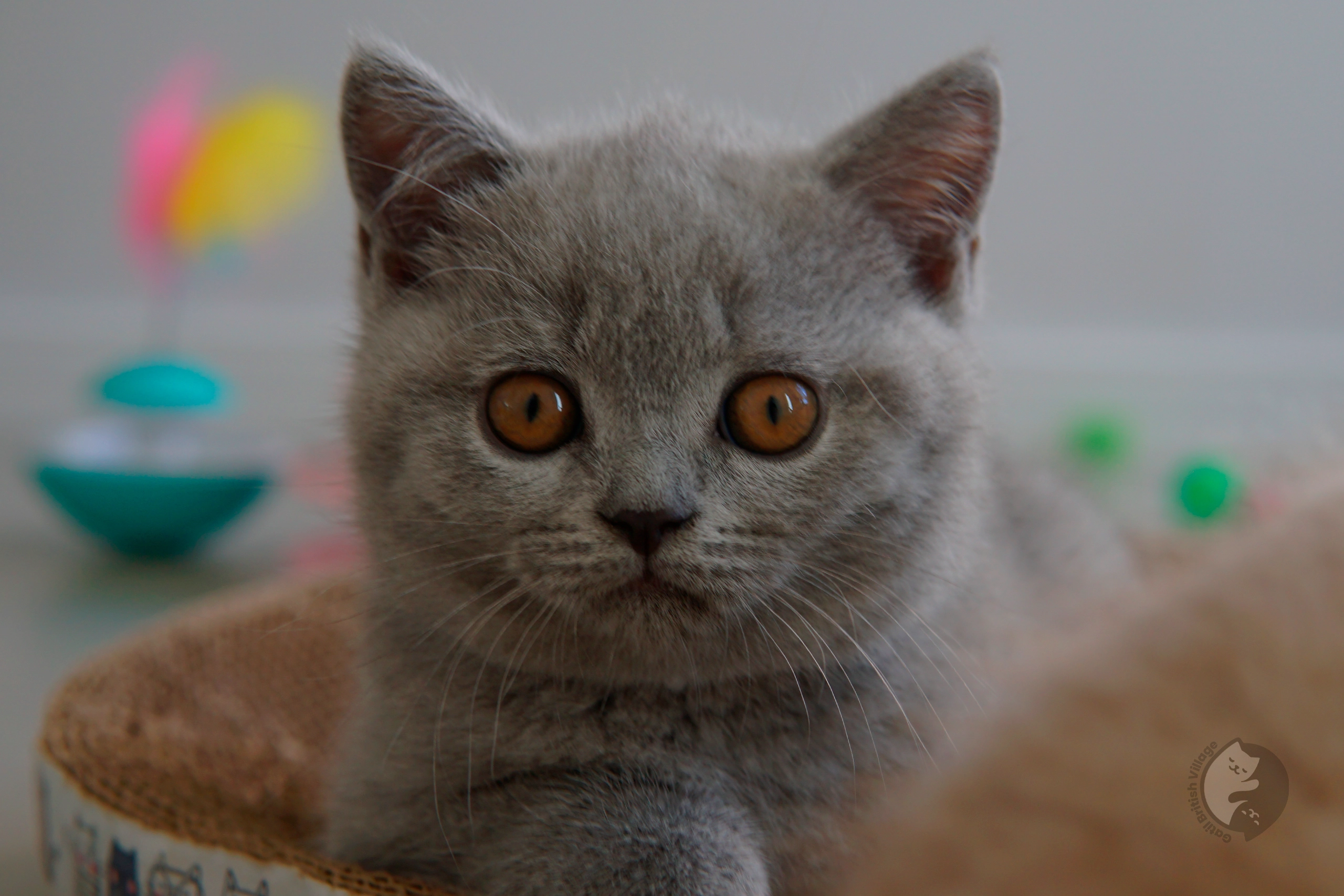 Filhote de British Shorthair