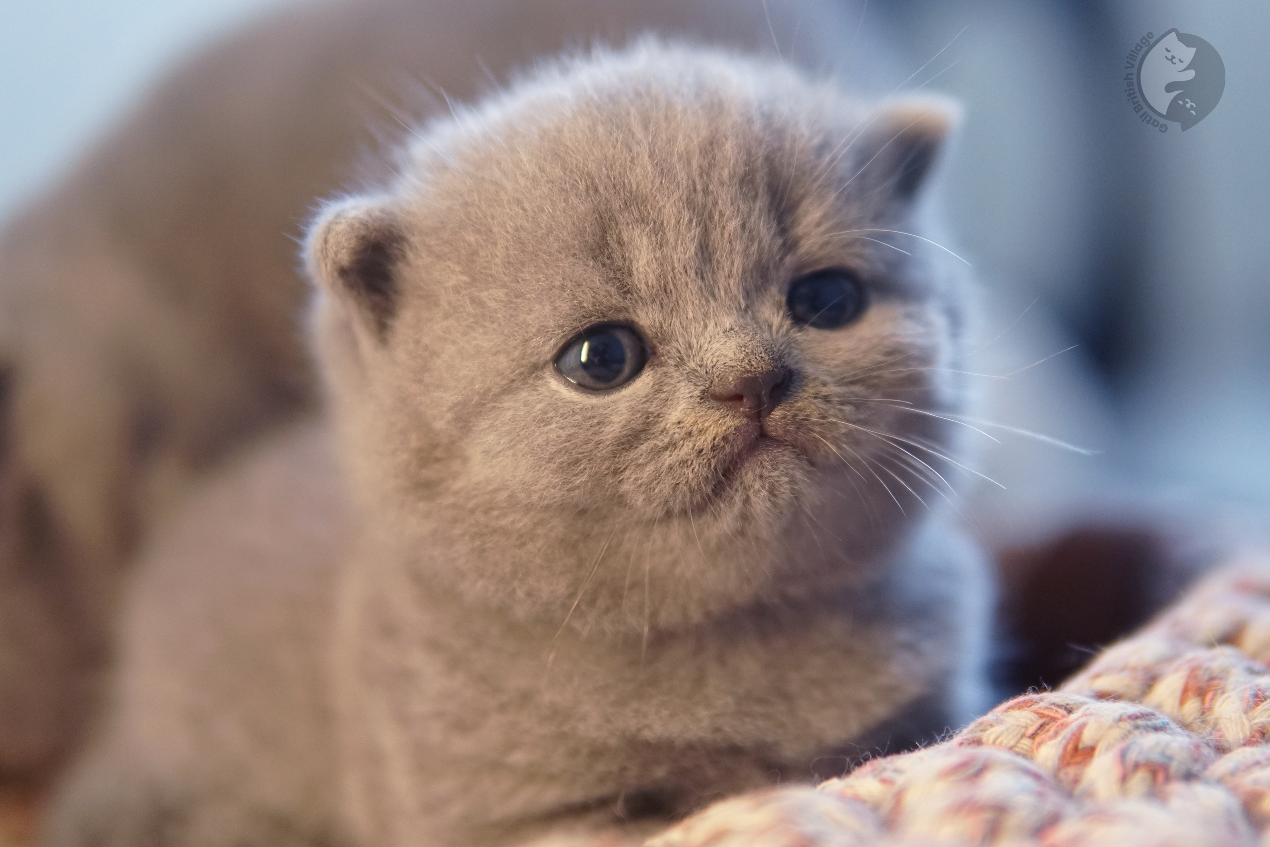 Filhote de British Shorthair