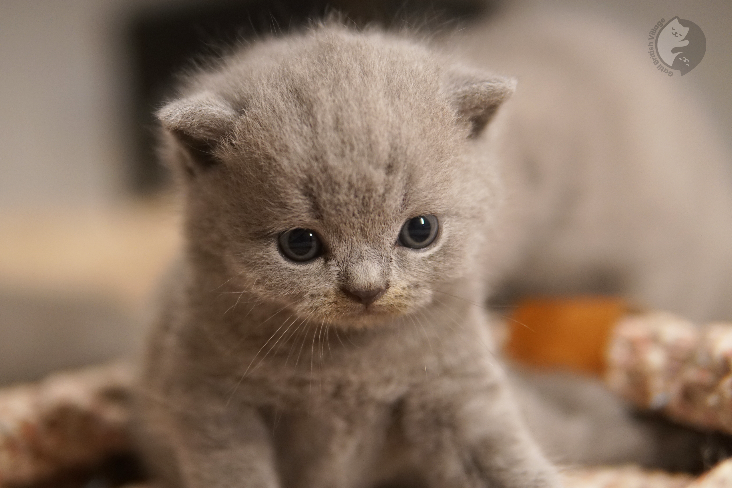 Filhote de British Shorthair