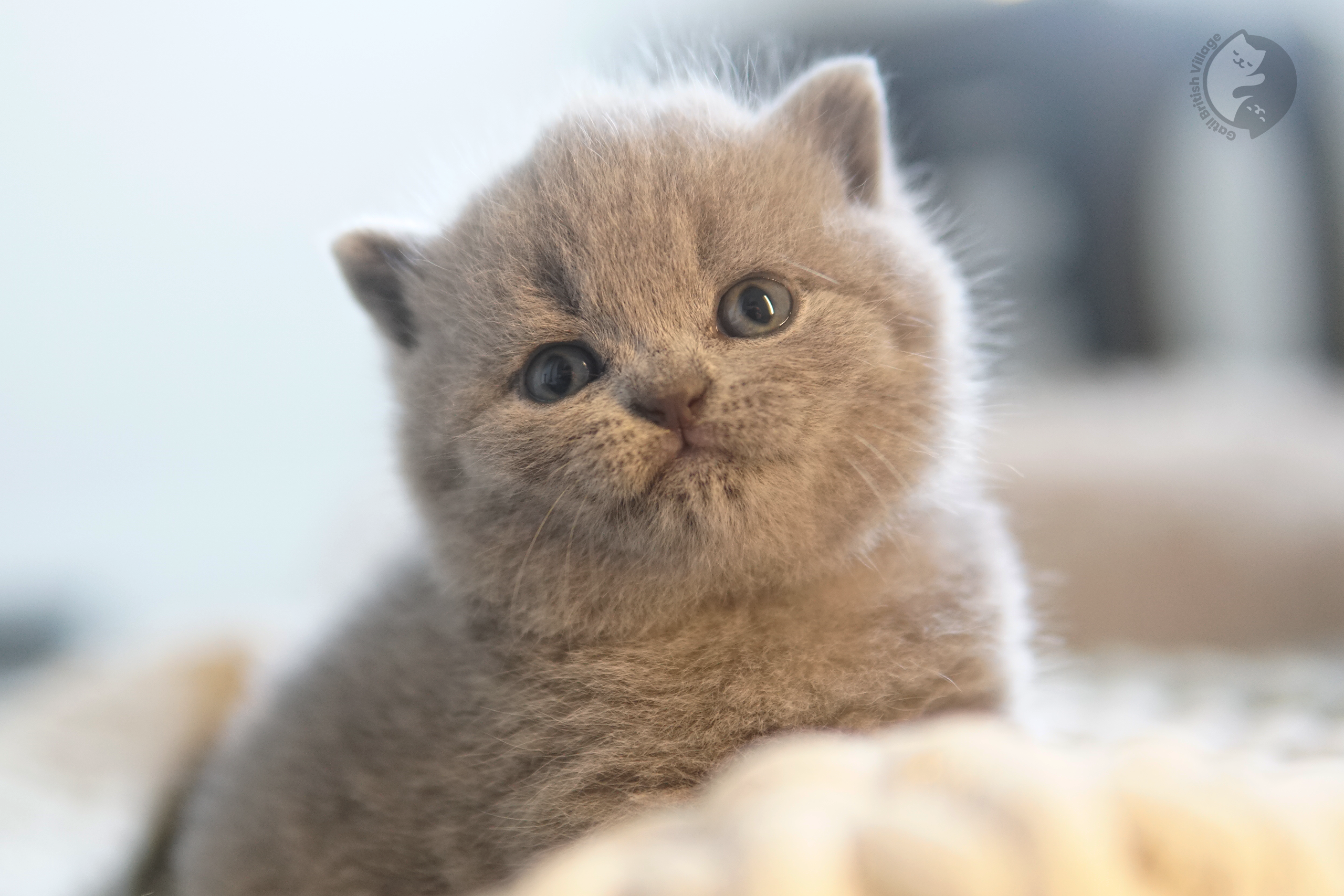 Filhote de British Shorthair