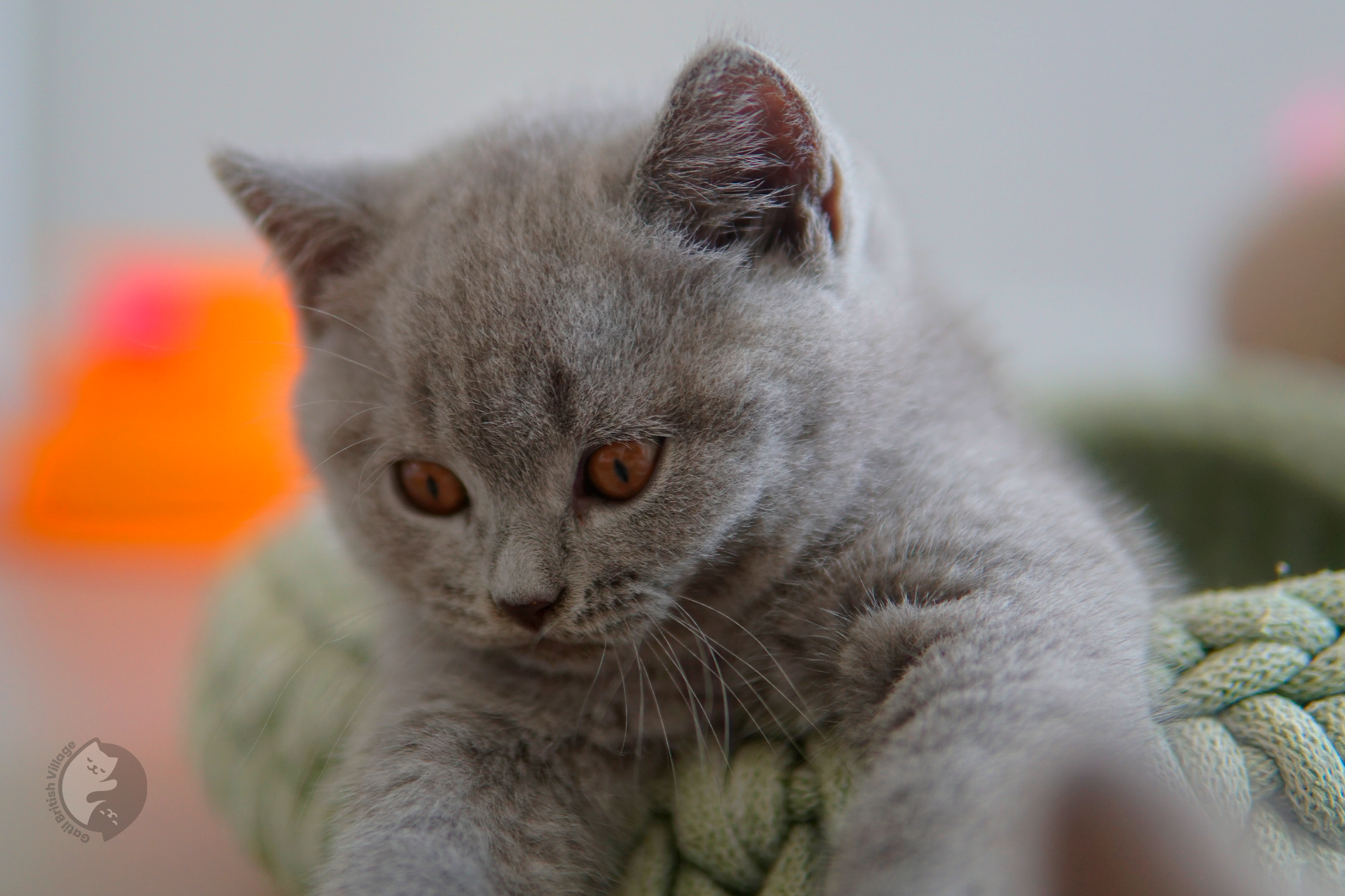 Filhote de British Shorthair