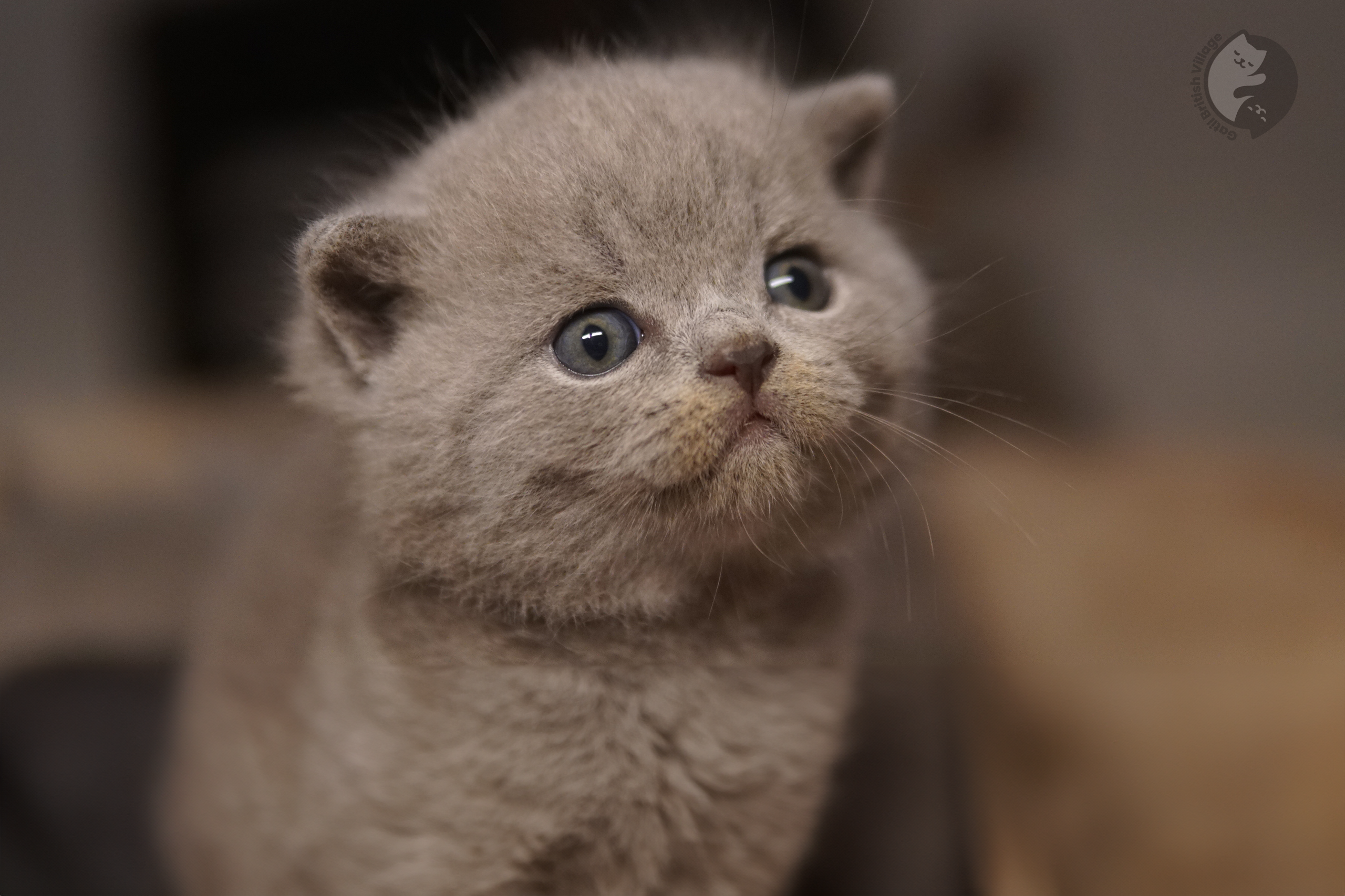 Filhote de British Shorthair