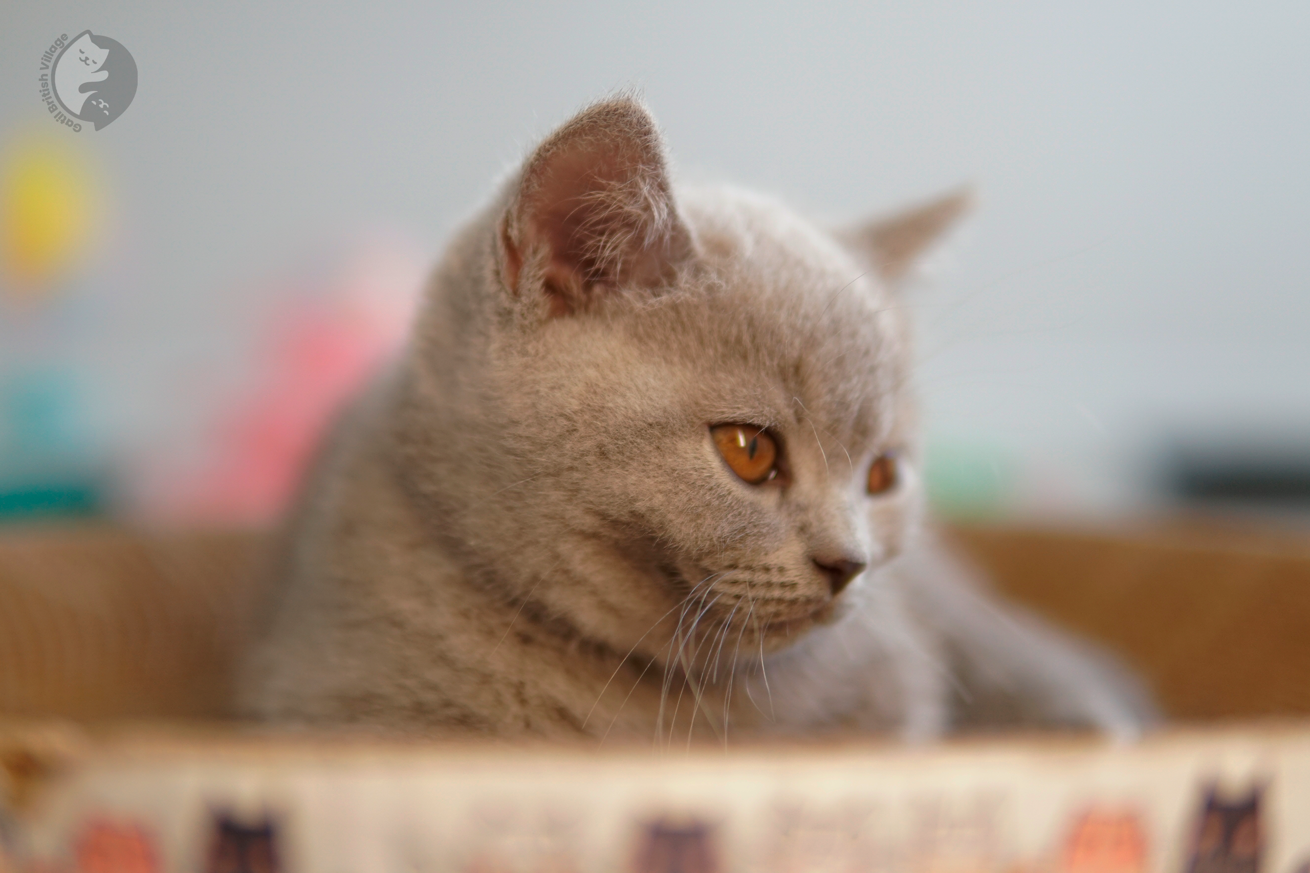 Filhote de British Shorthair