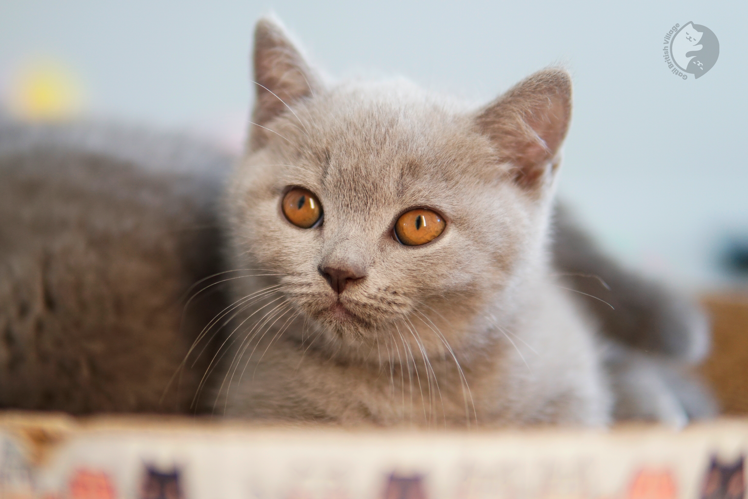 Filhote de British Shorthair