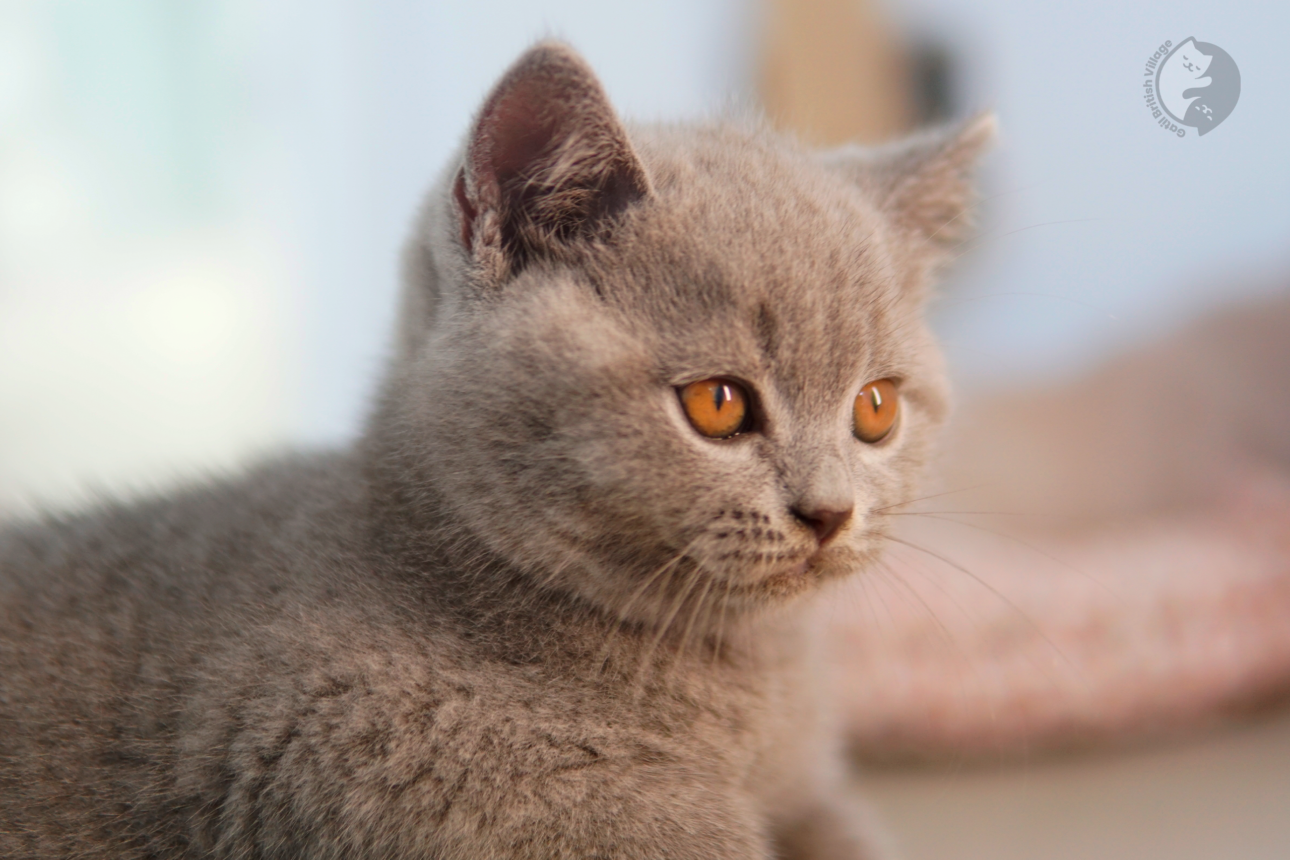 Filhote de British Shorthair