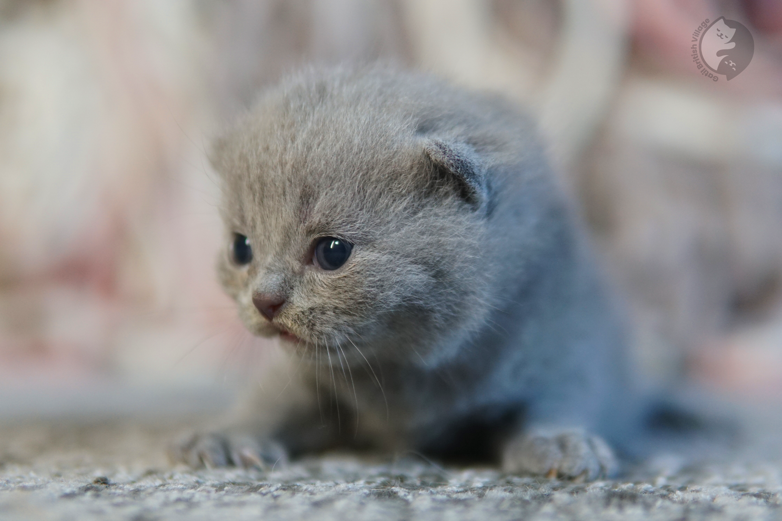 Filhote de British Shorthair