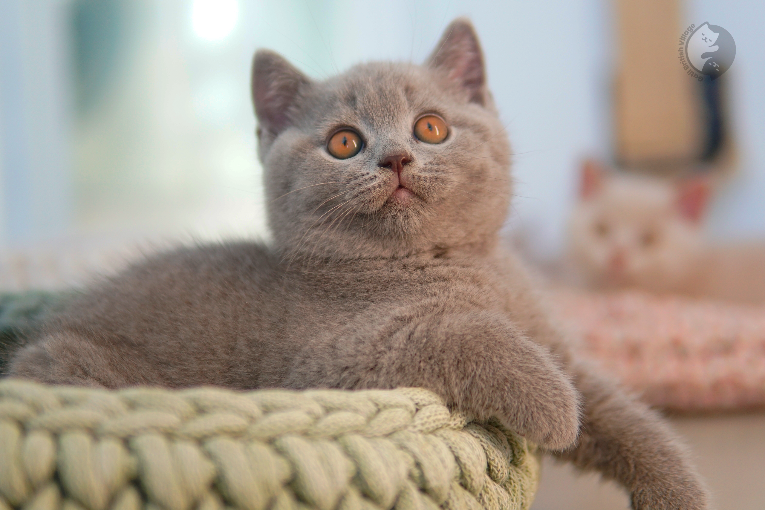 Filhote de British Shorthair