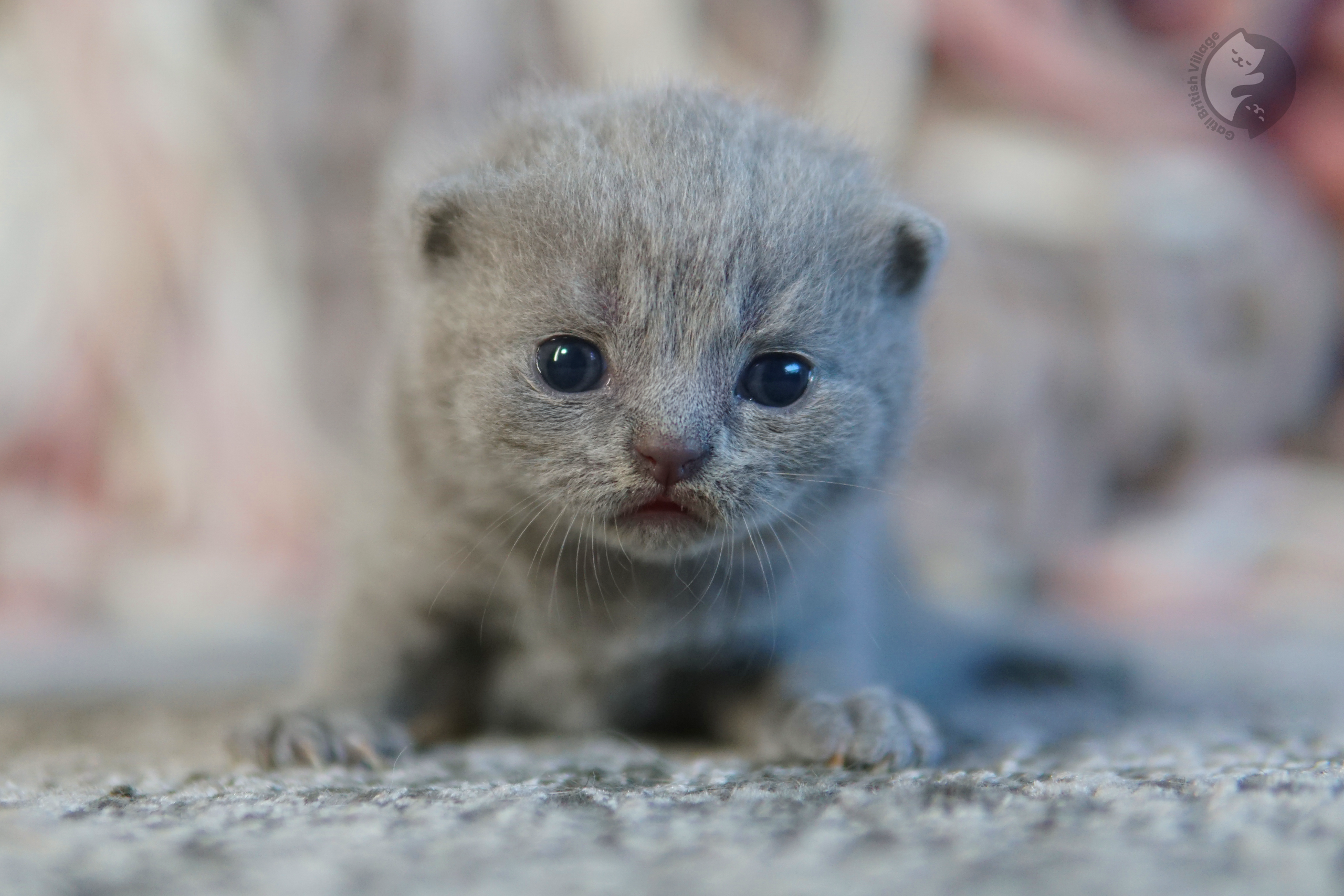 Filhote de British Shorthair