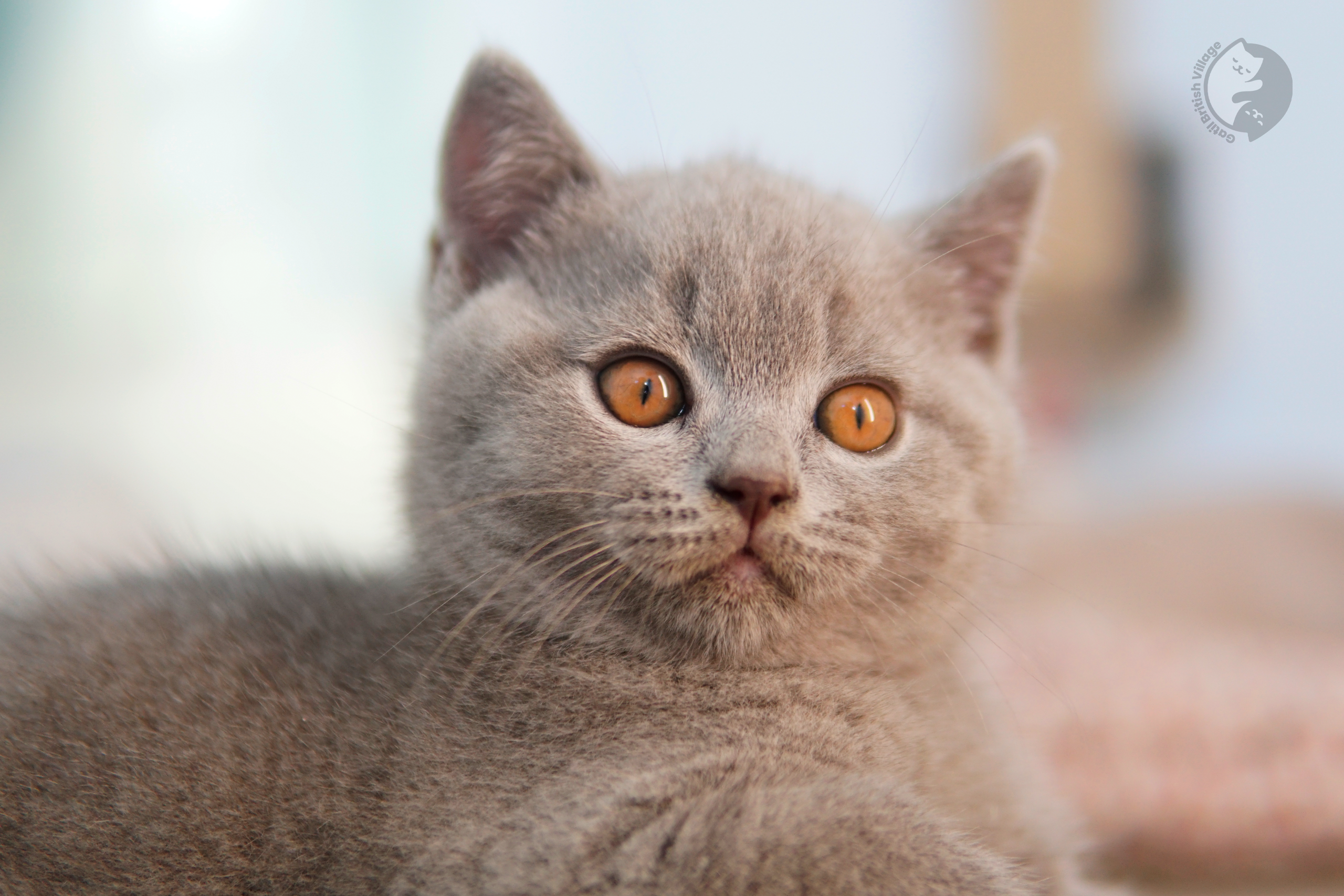 Filhote de British Shorthair