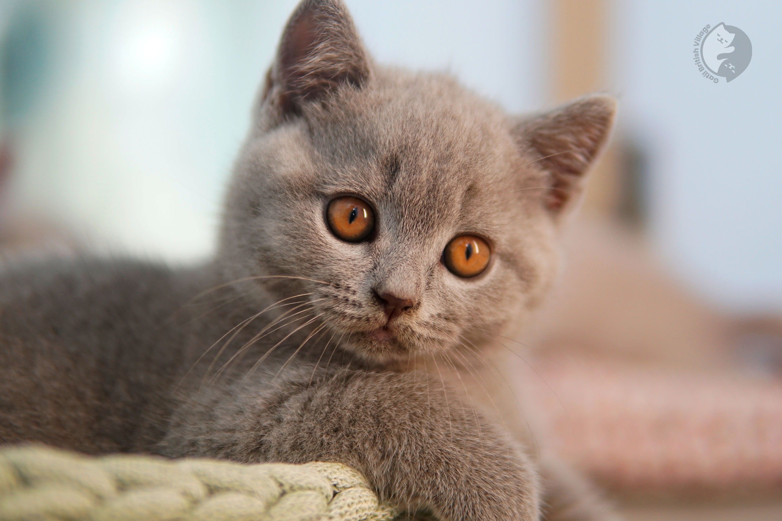 Filhote de British Shorthair