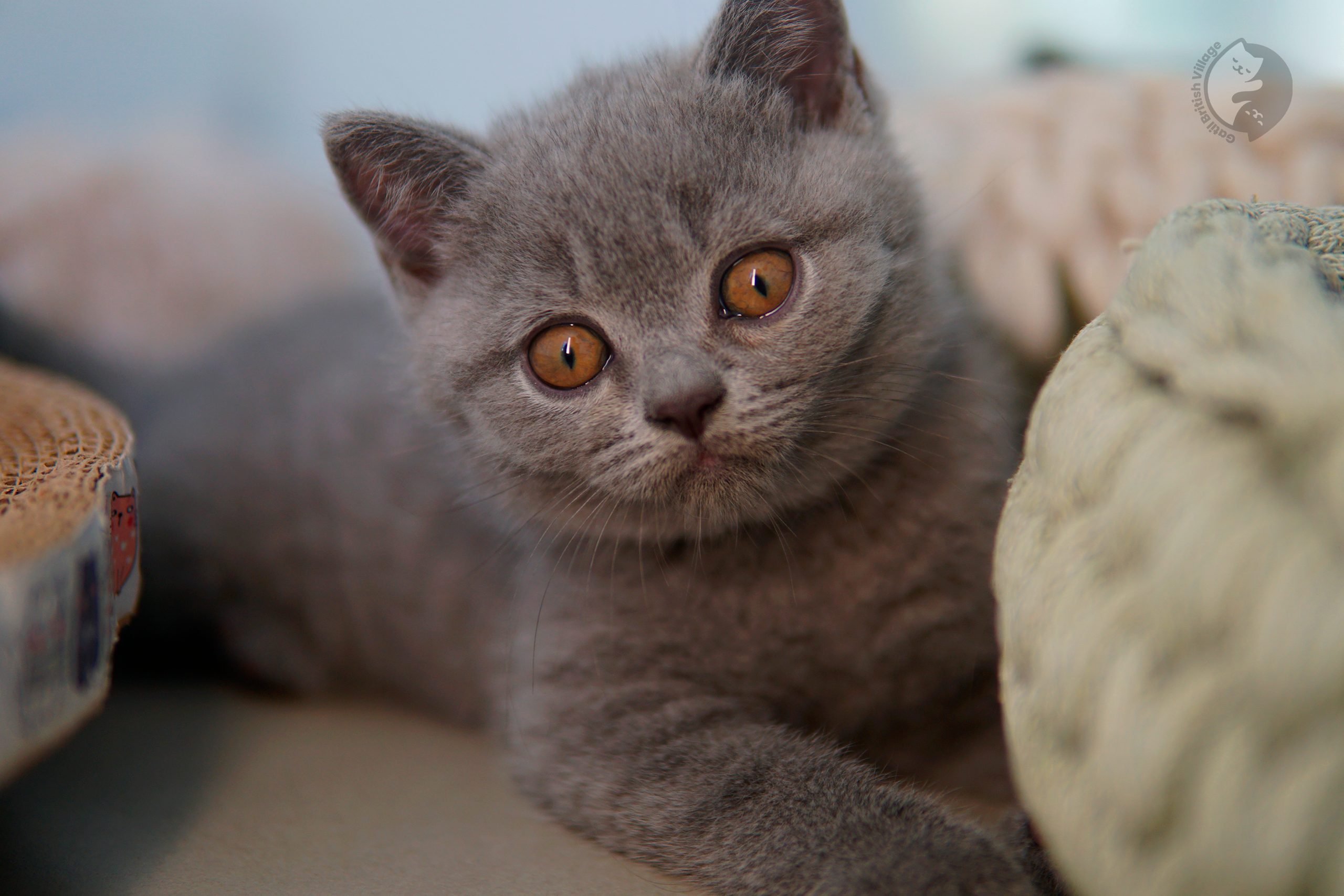 Filhote de British Shorthair