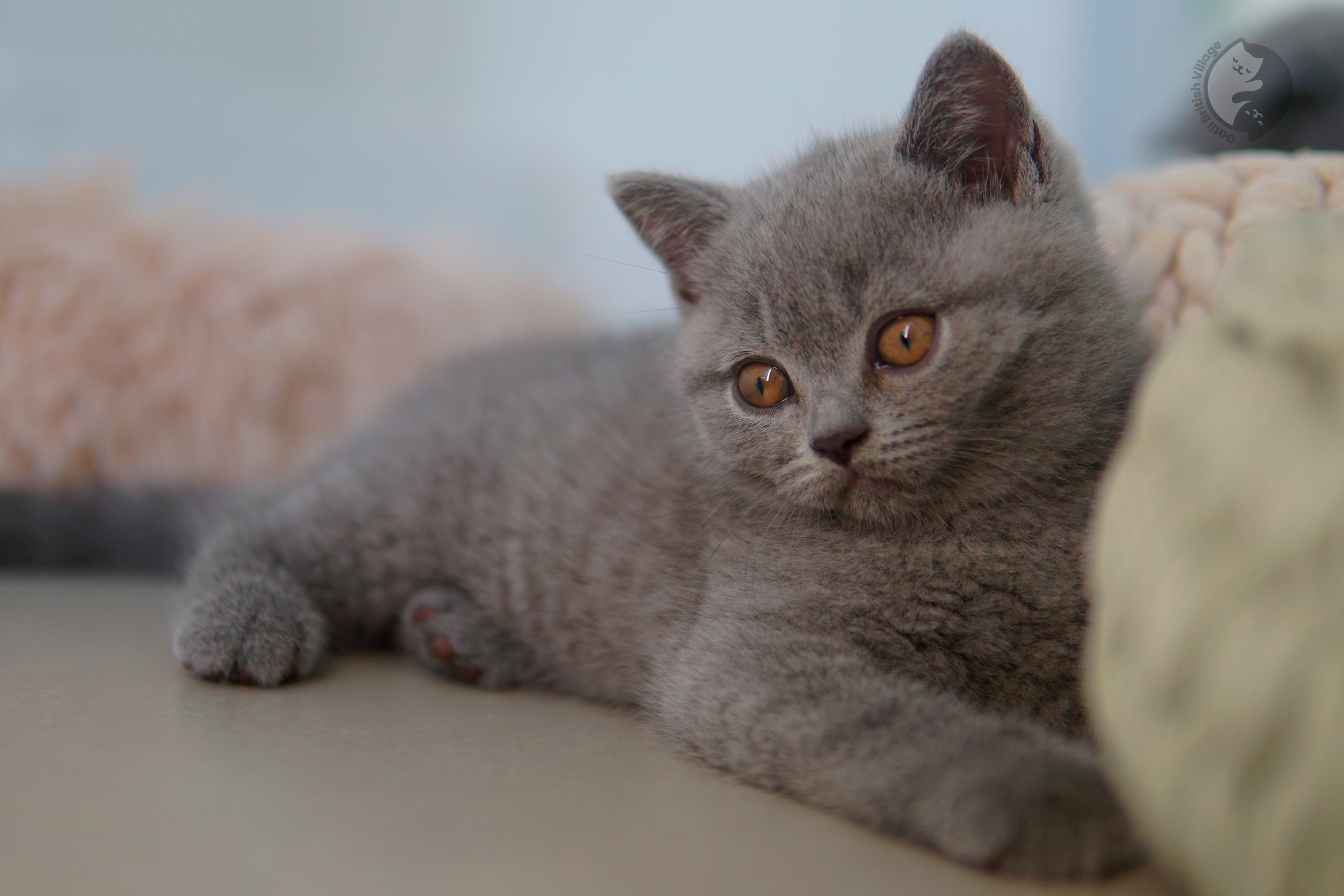 Filhote de British Shorthair