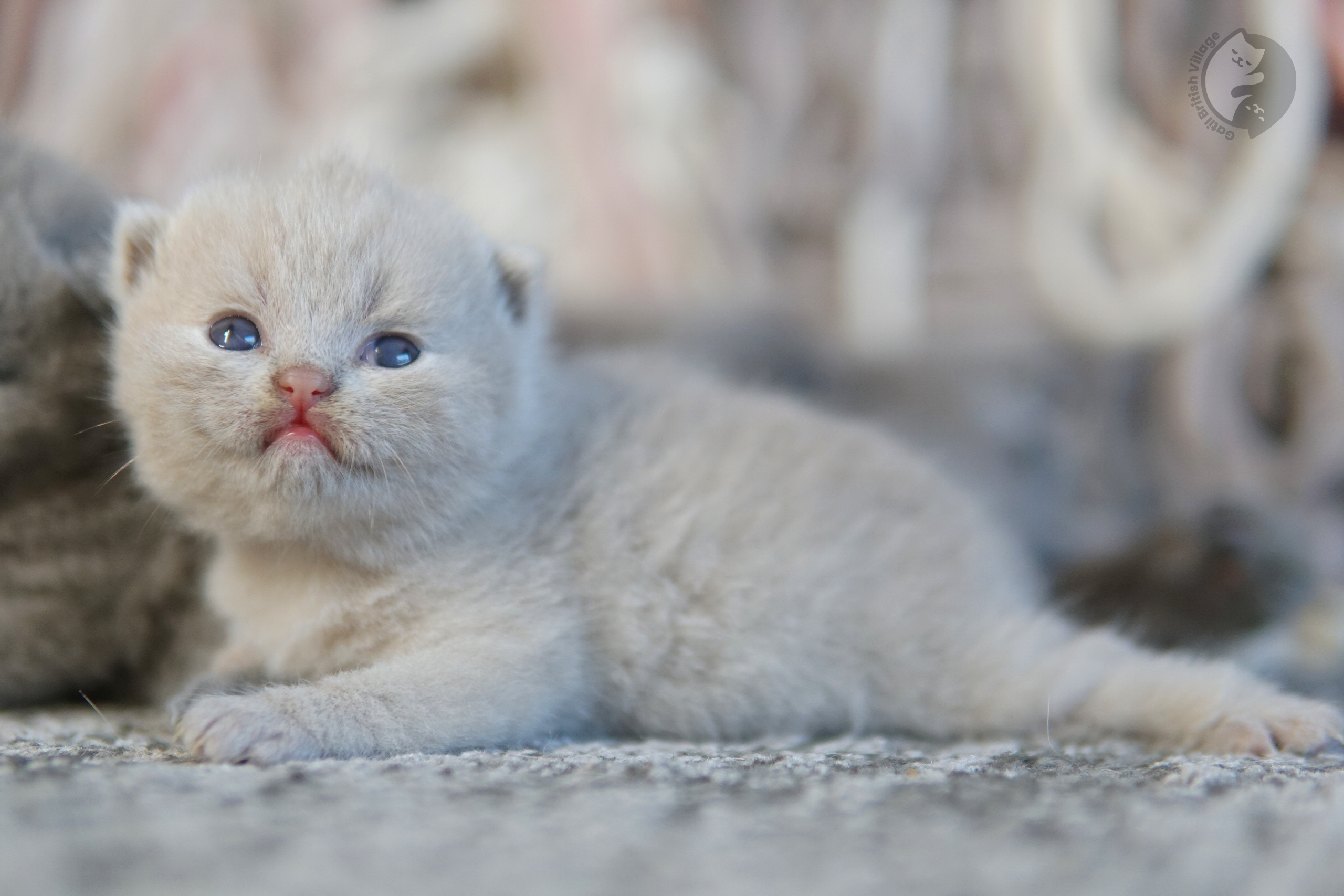 Filhote de British Shorthair