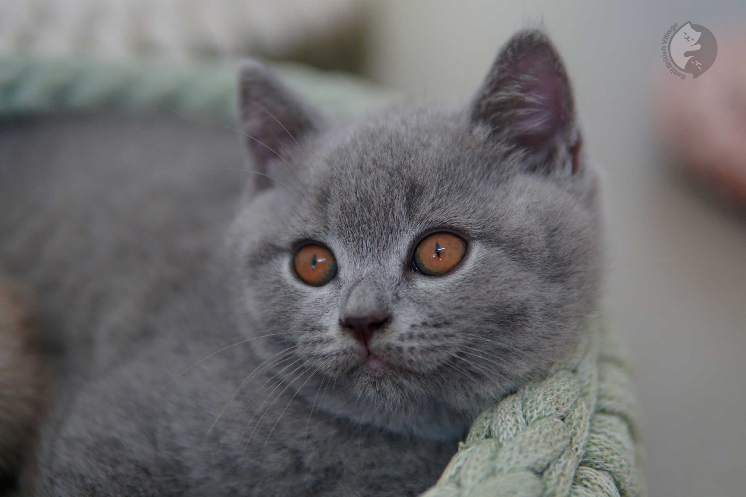 Filhote de British Shorthair