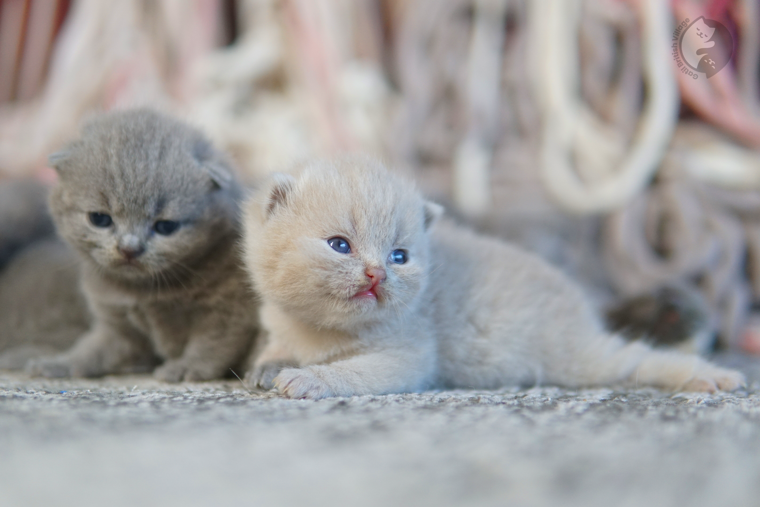 Filhote de British Shorthair