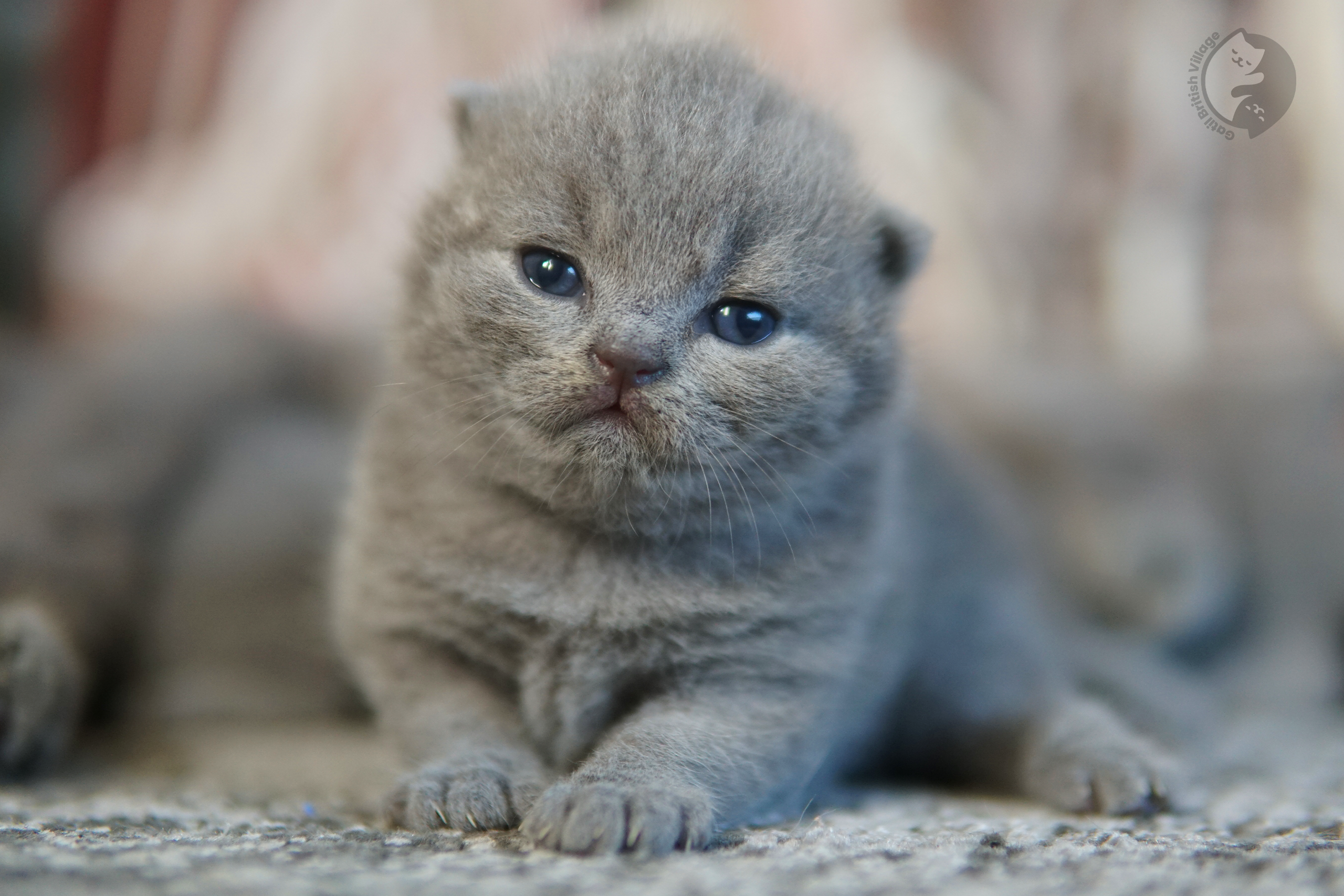 Filhote de British Shorthair