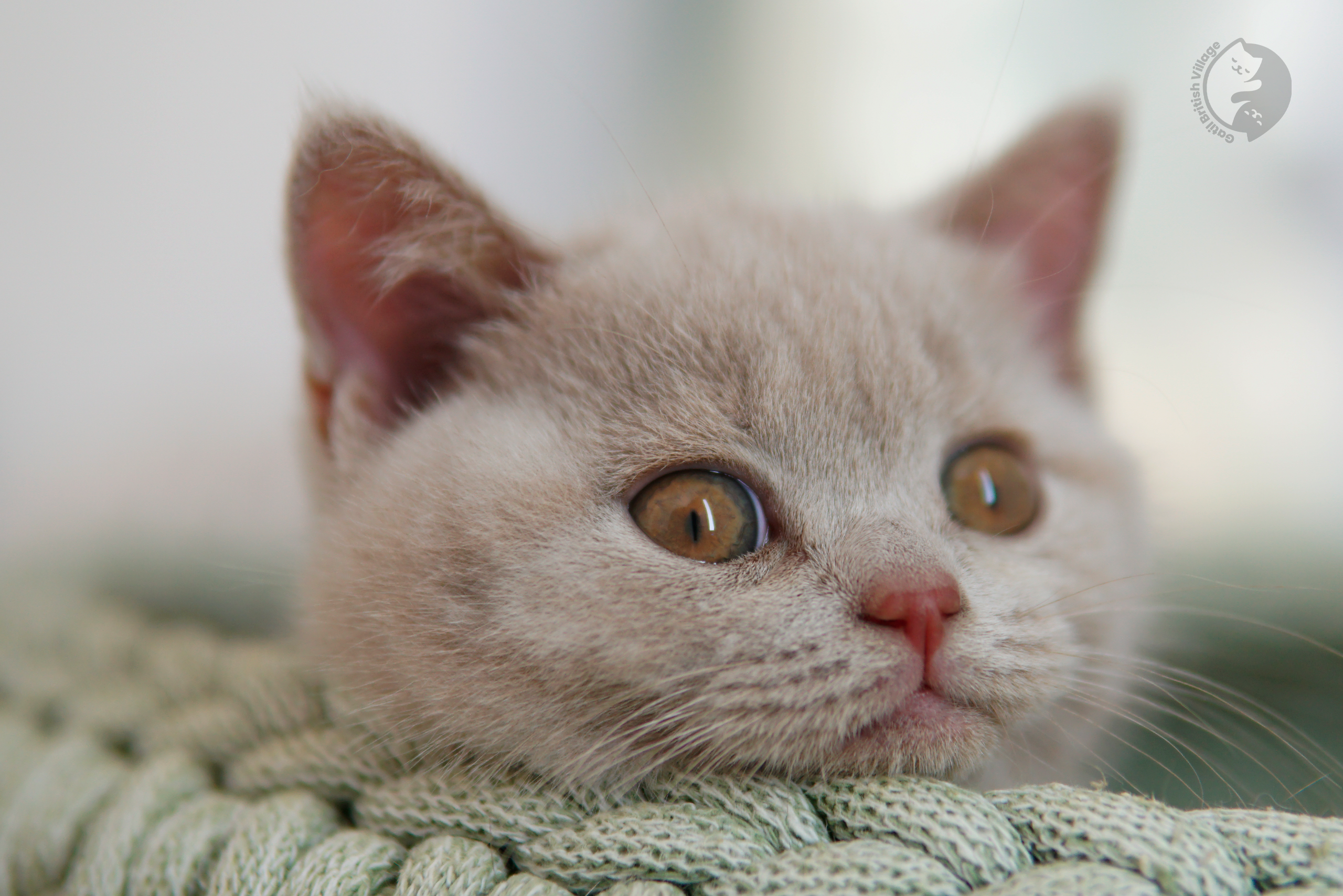 Filhote de British Shorthair