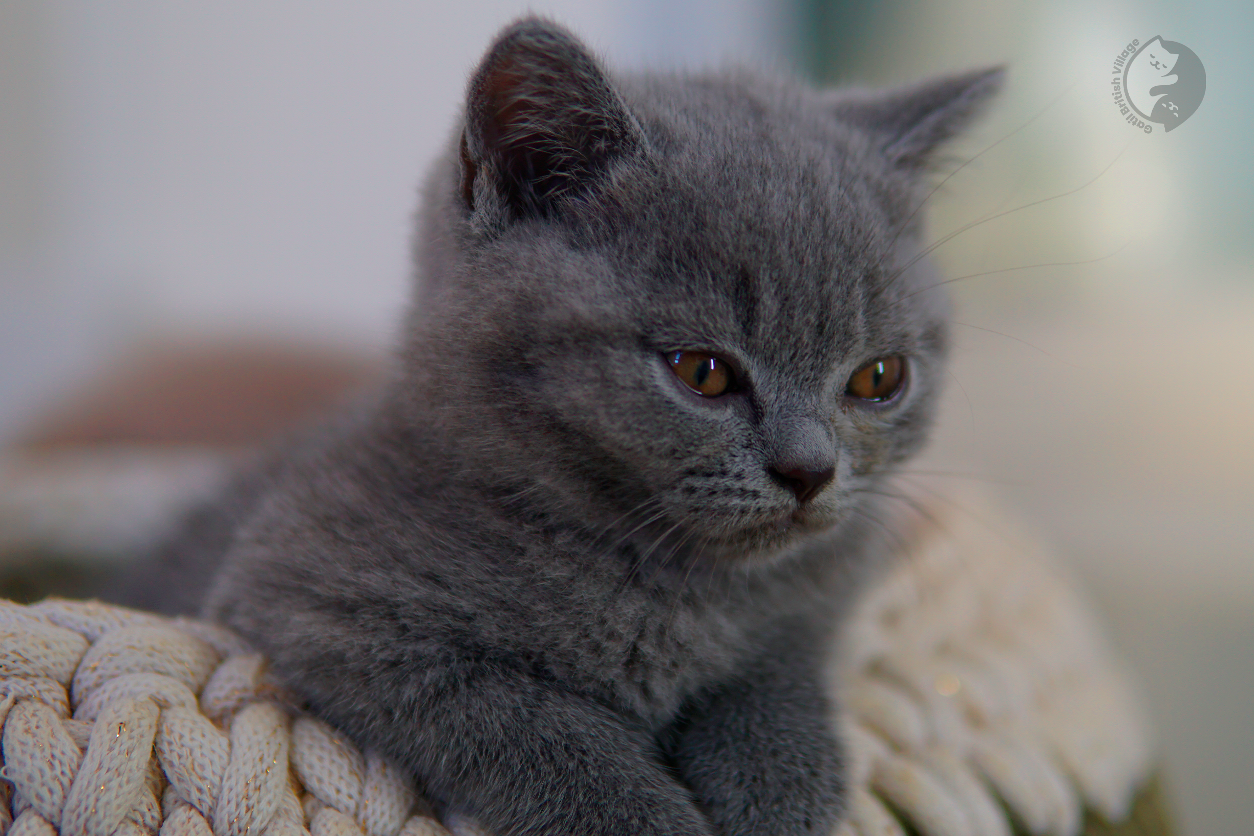 Filhote de British Shorthair