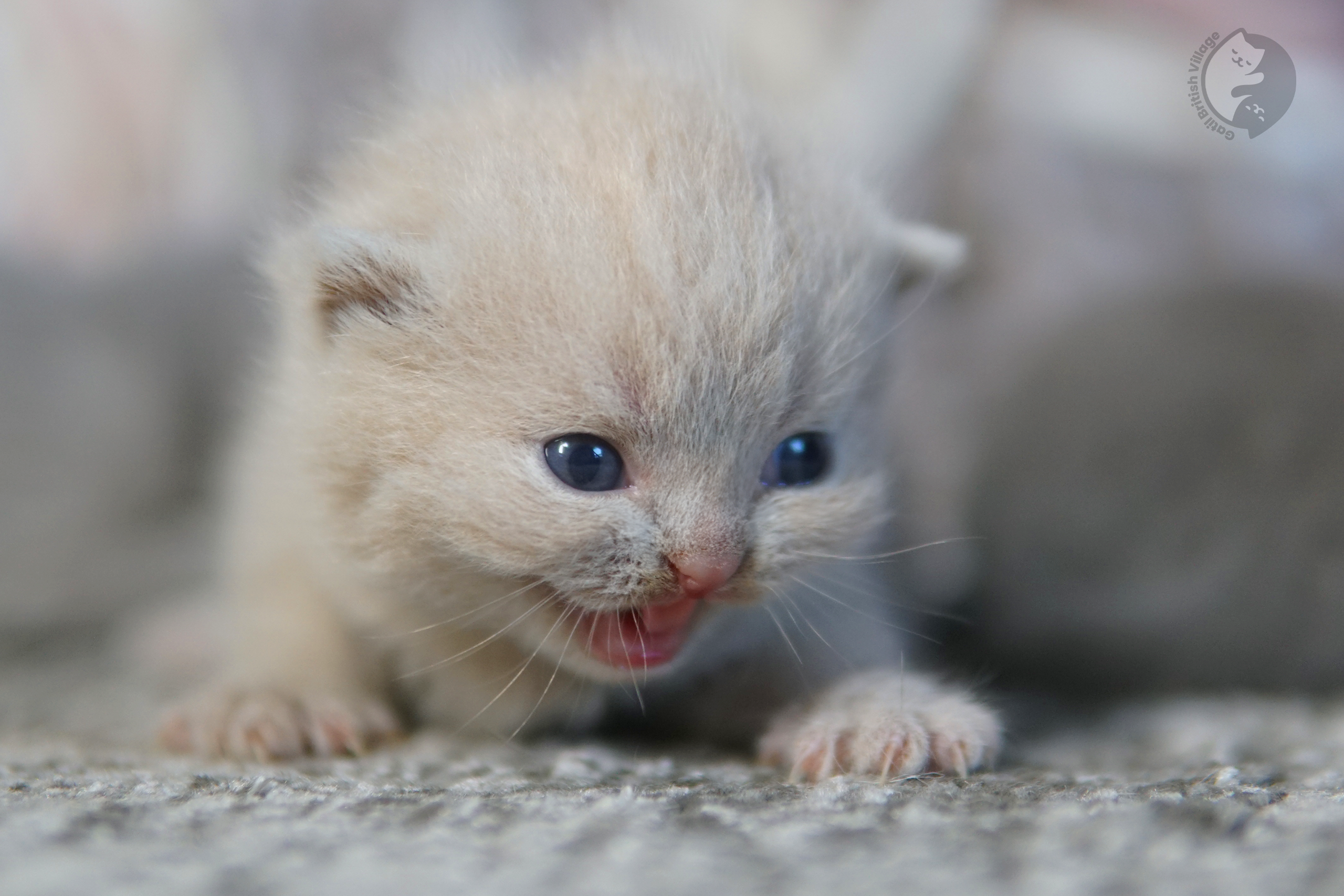 Filhote de British Shorthair