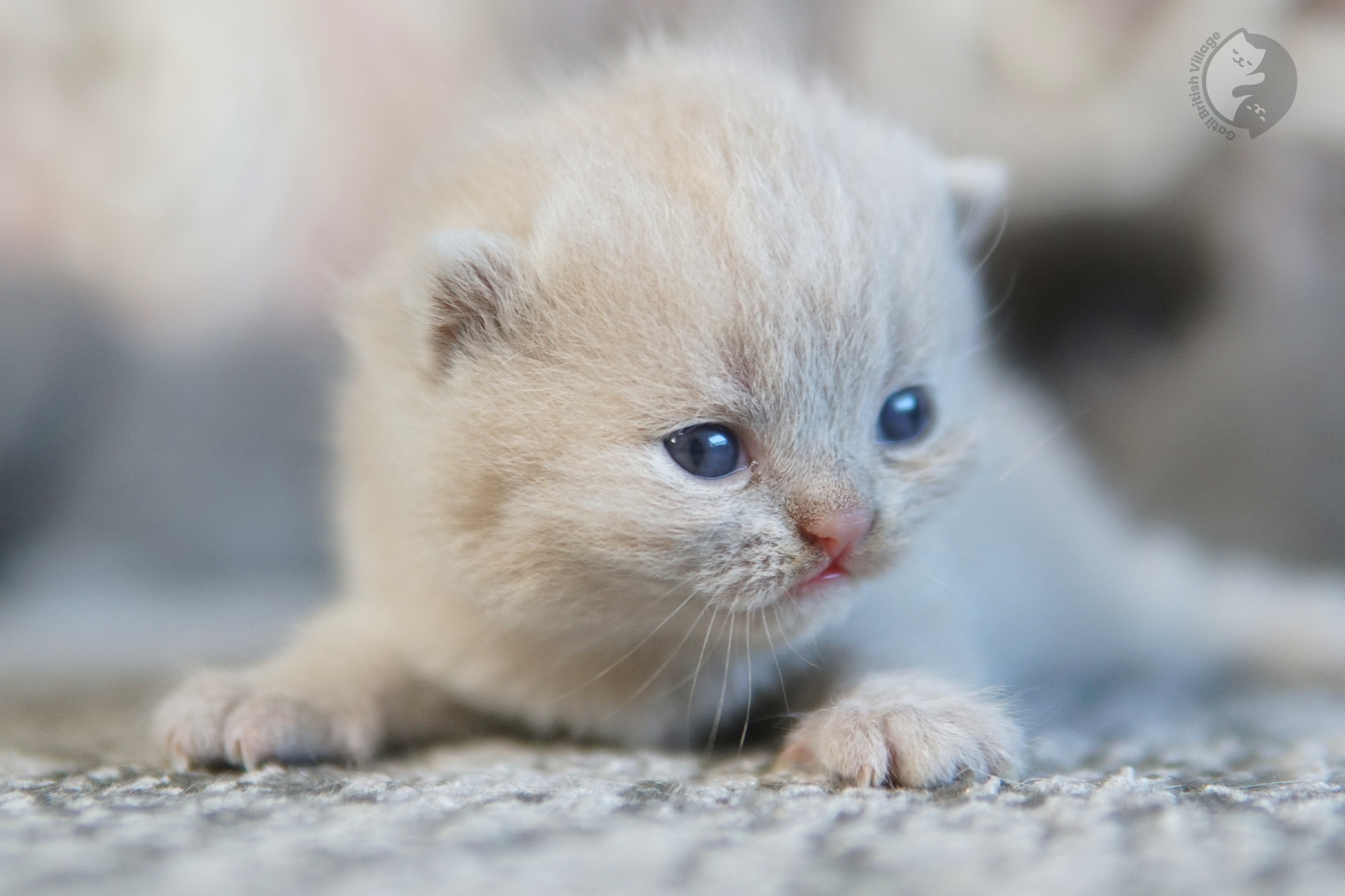 Filhote de British Shorthair