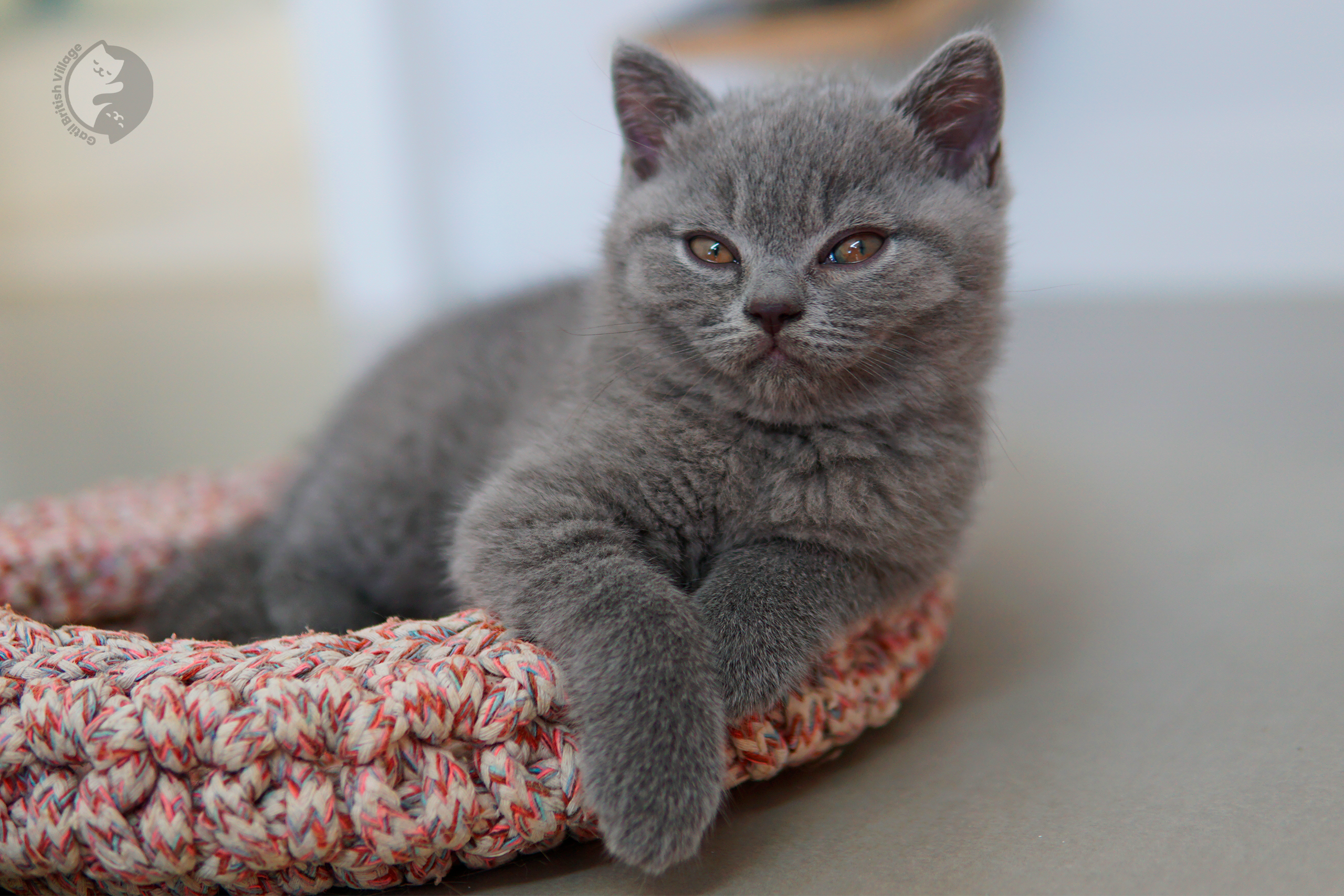 Filhote de British Shorthair