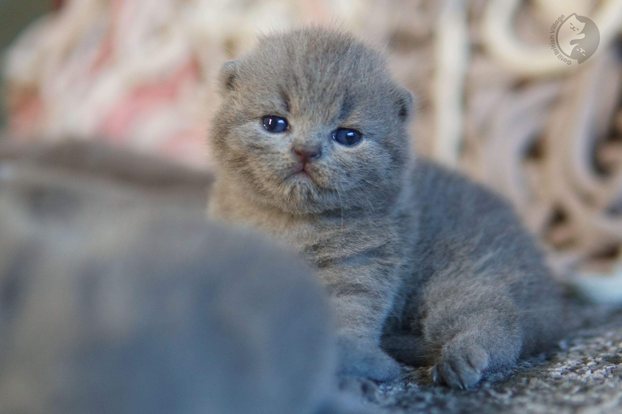 Filhote de British Shorthair